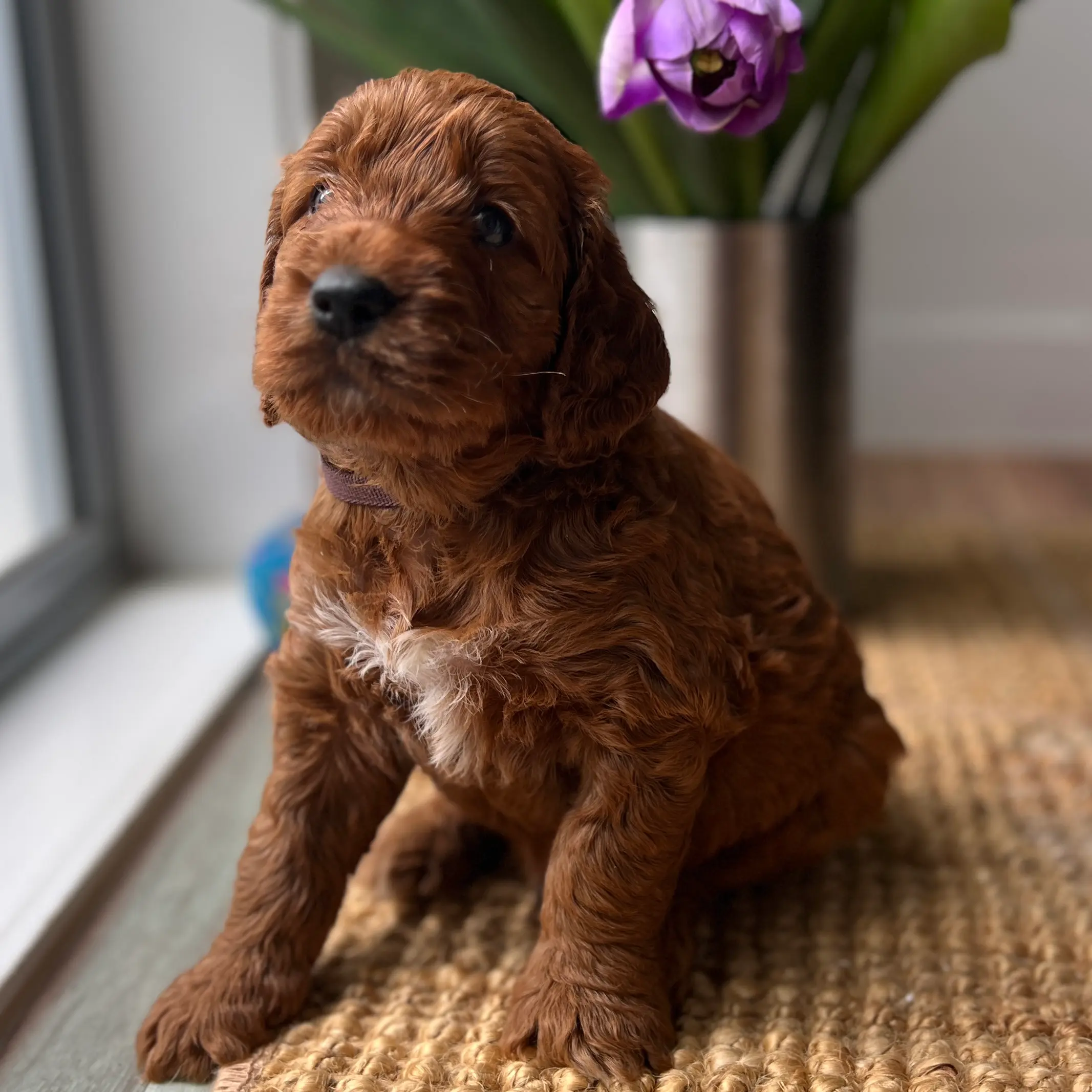 brown-puppy-irish-oodles-australia