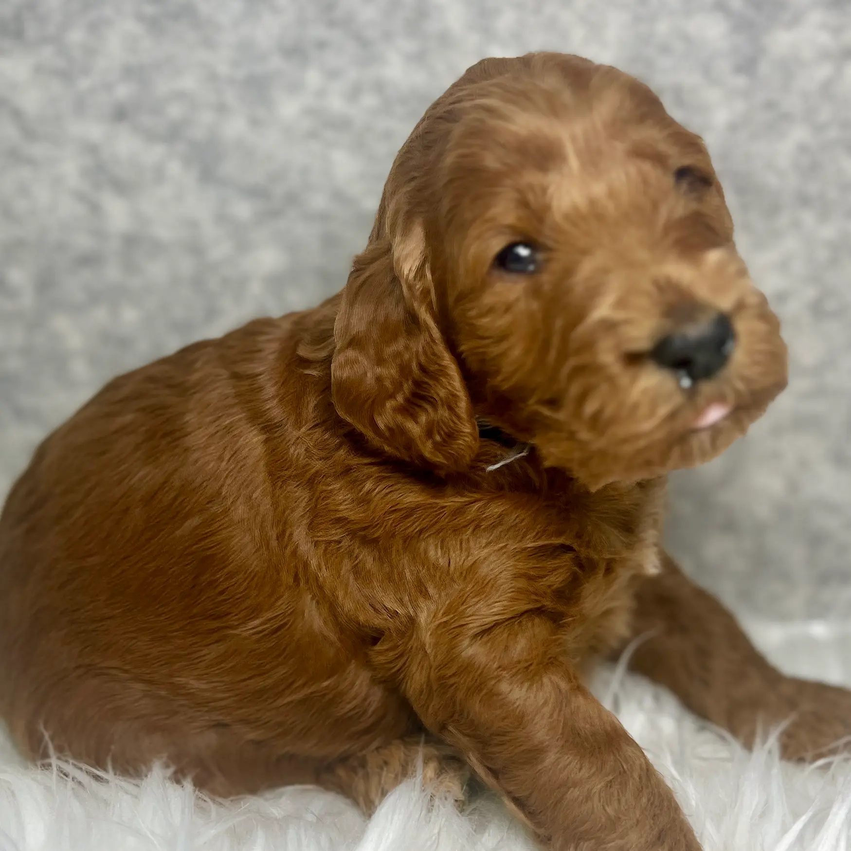 irish doodle pup