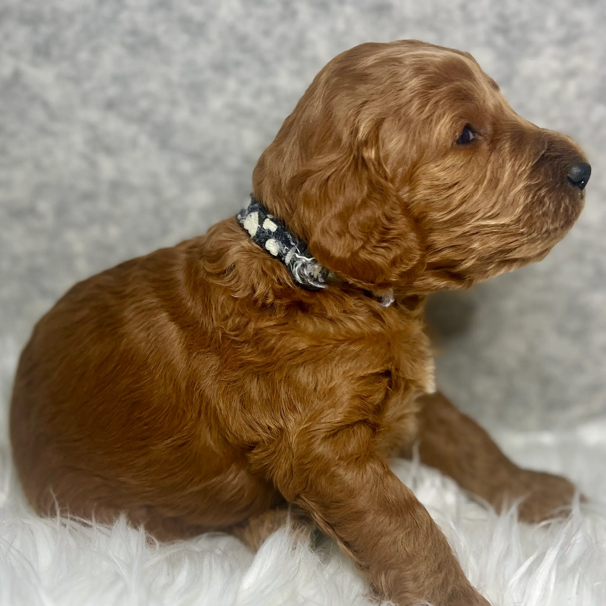 irish doodle pup