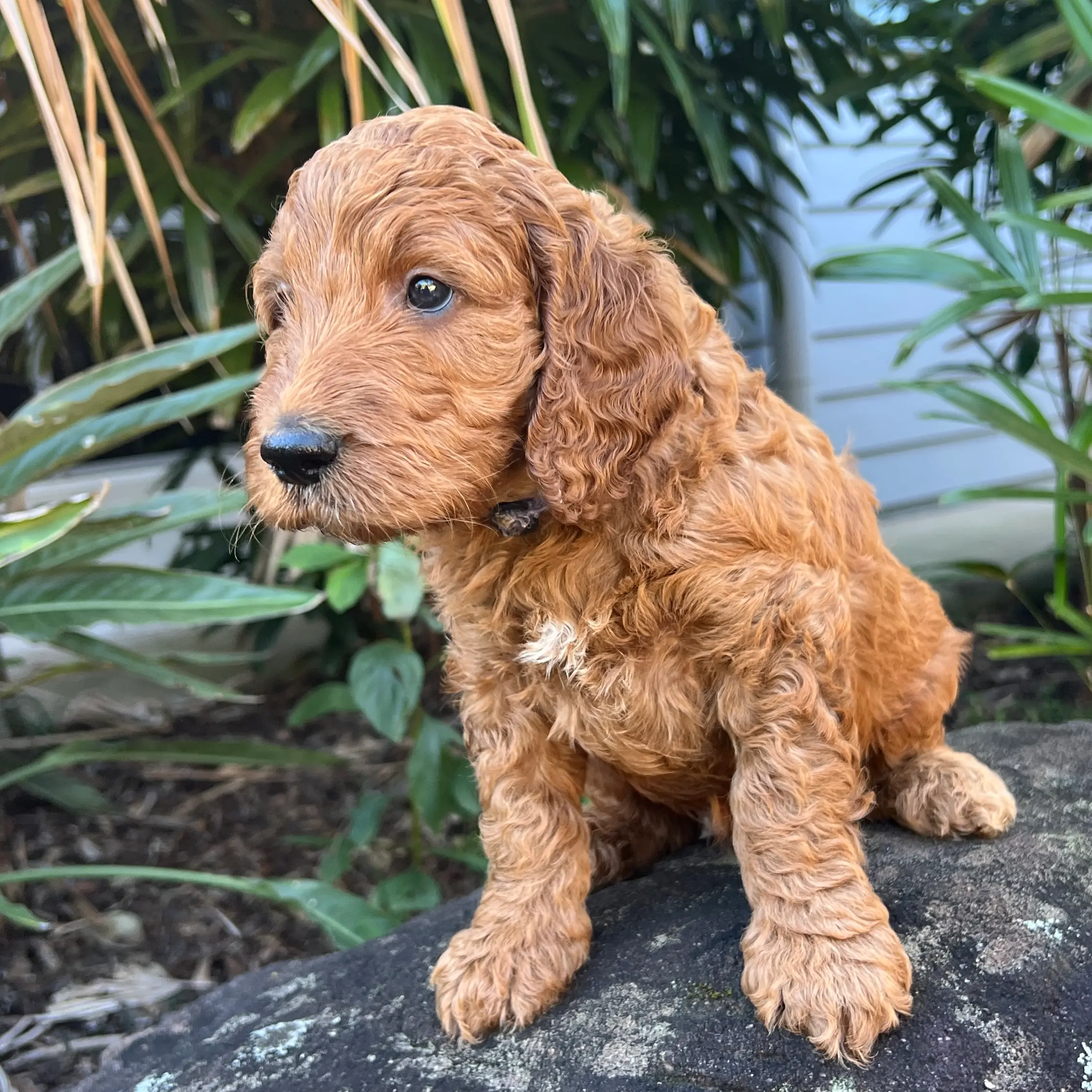 irish oodle australia