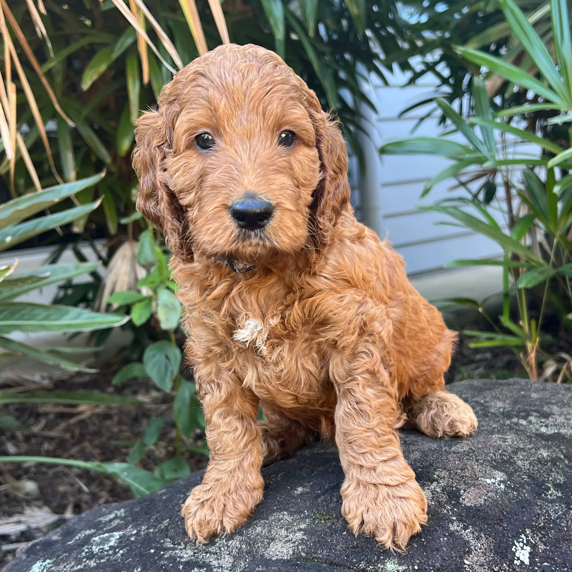 irish oodle australia