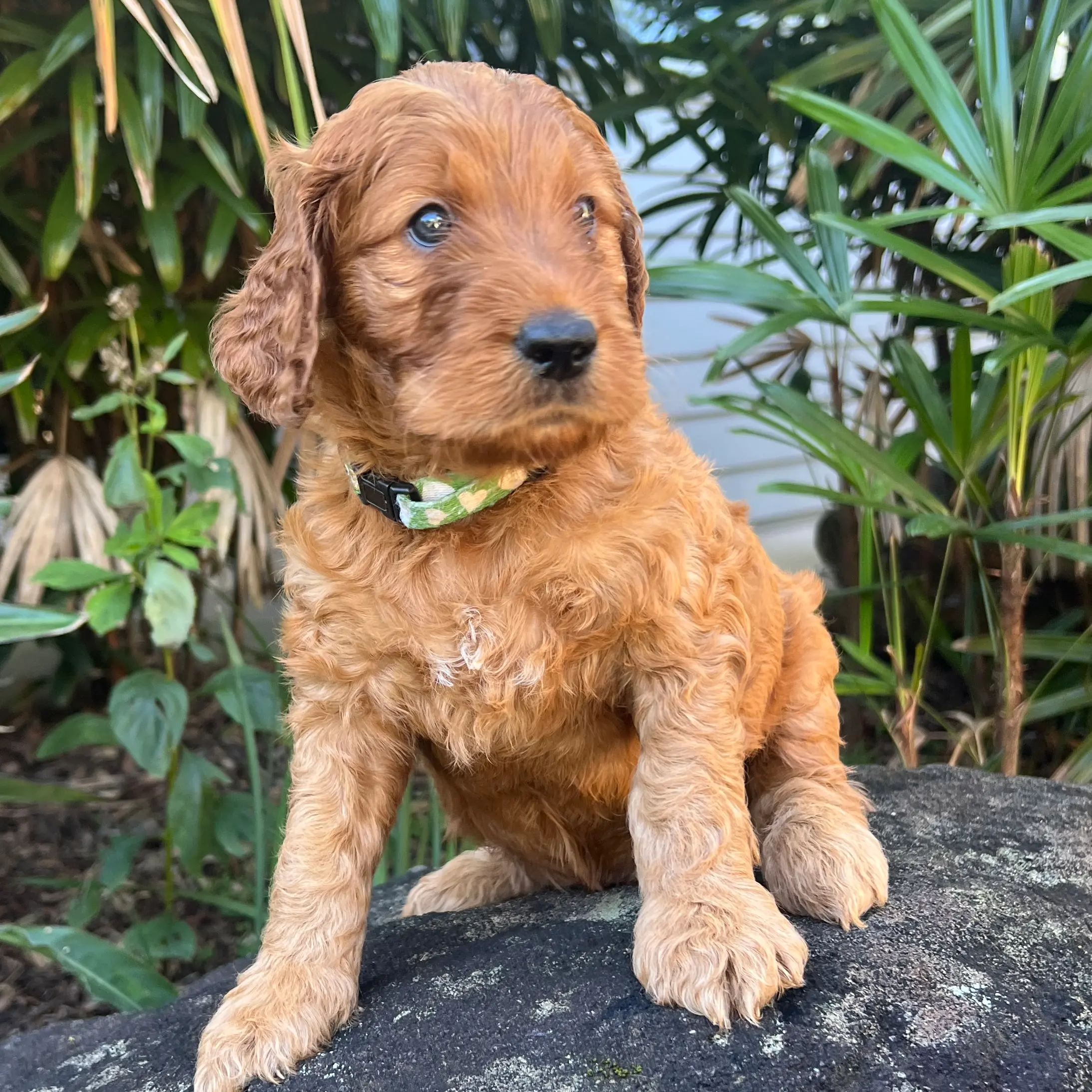 irish oodle australia