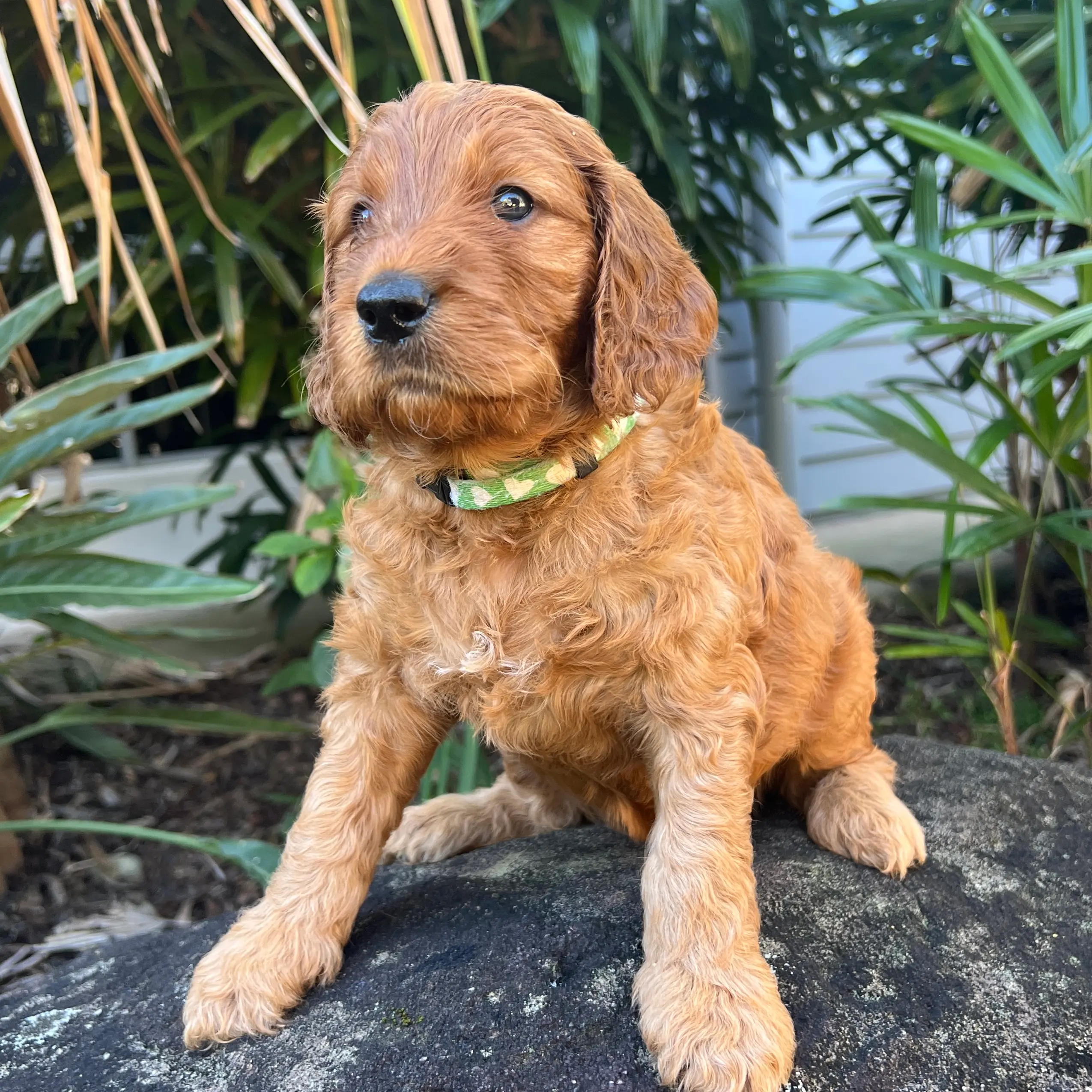 irish oodle australia