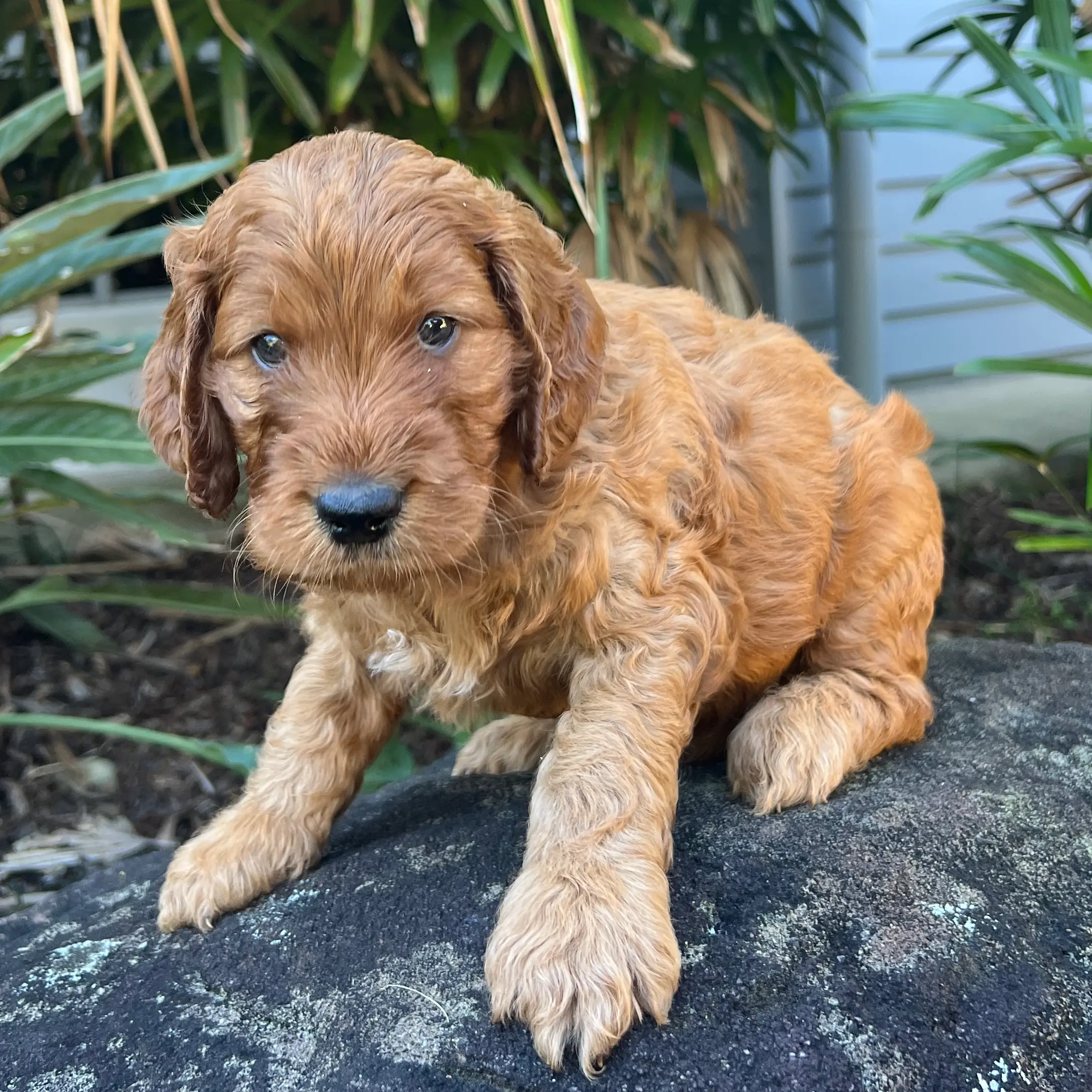irish oodle australia