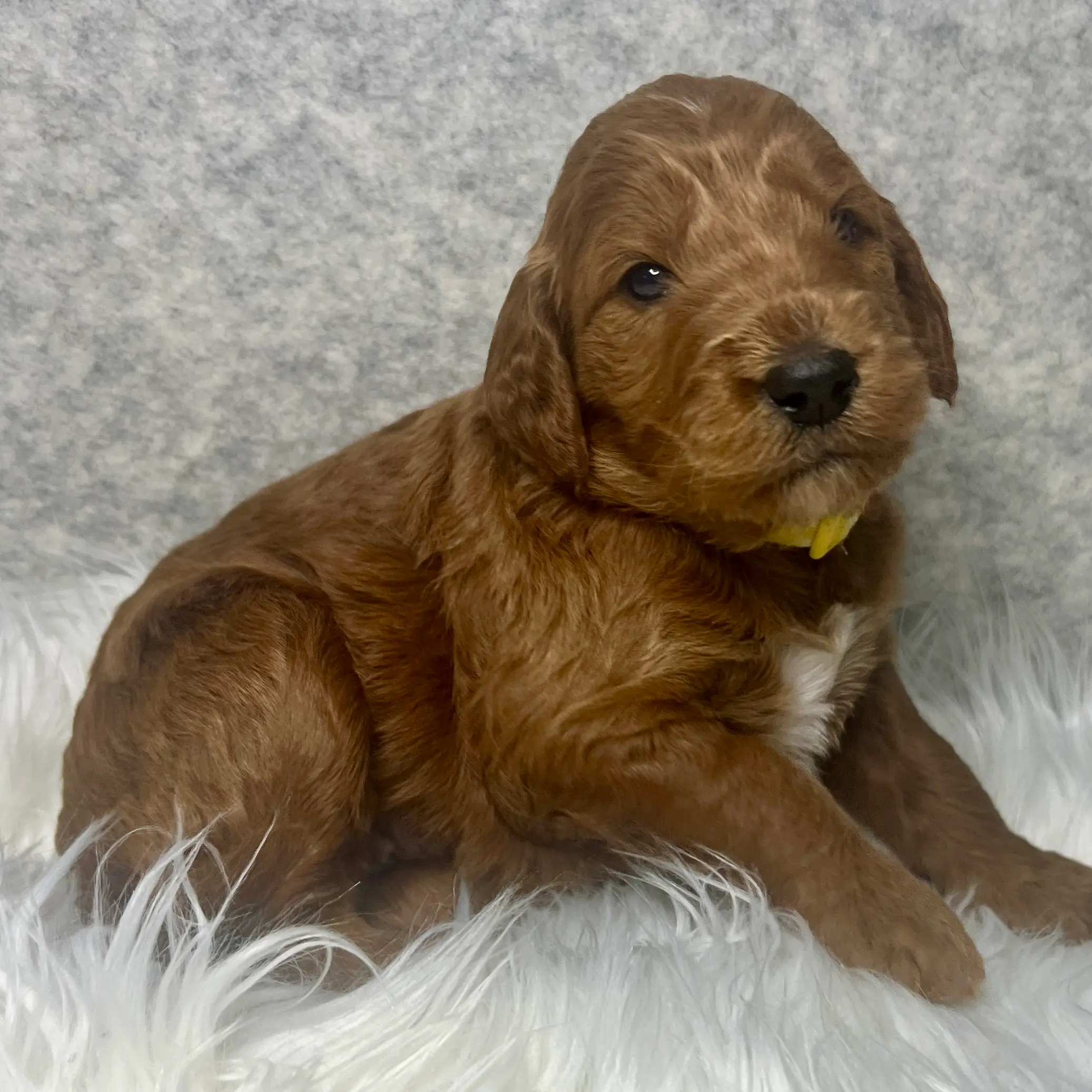 irish doodle pup
