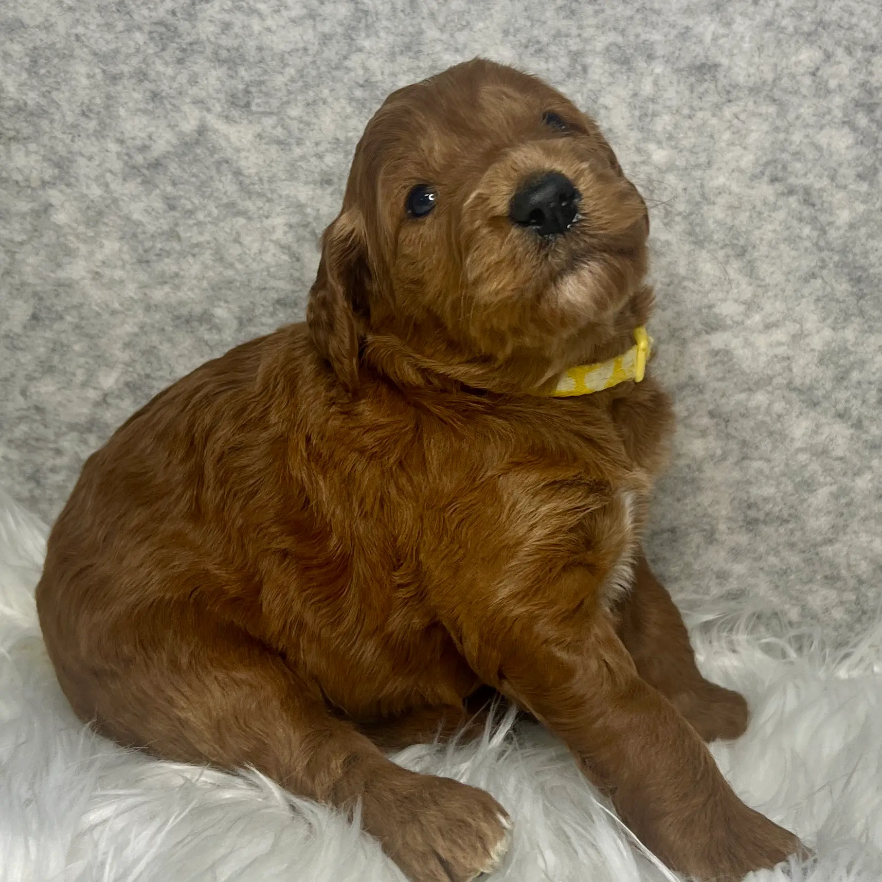 irish doodle pup