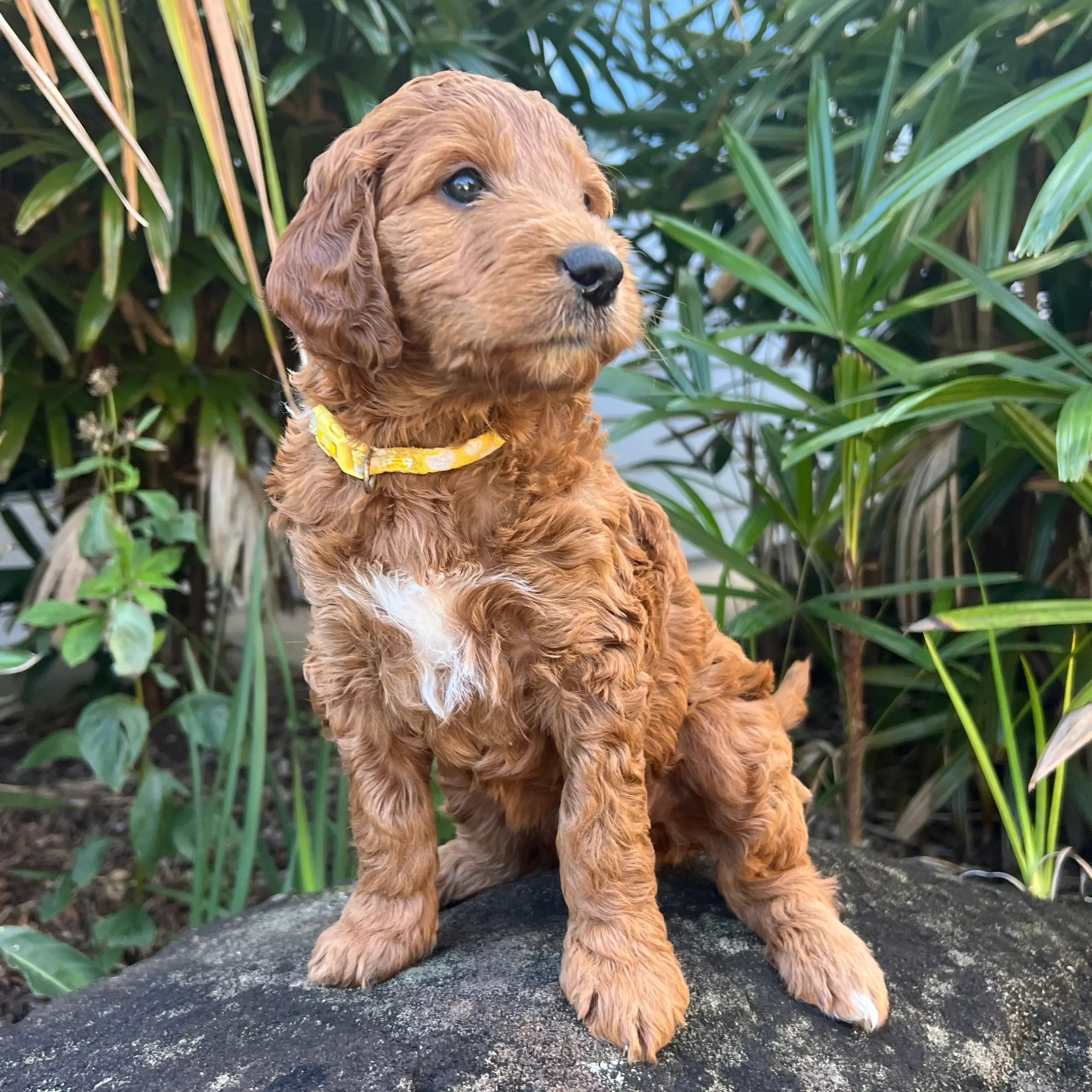 irish oodle australia