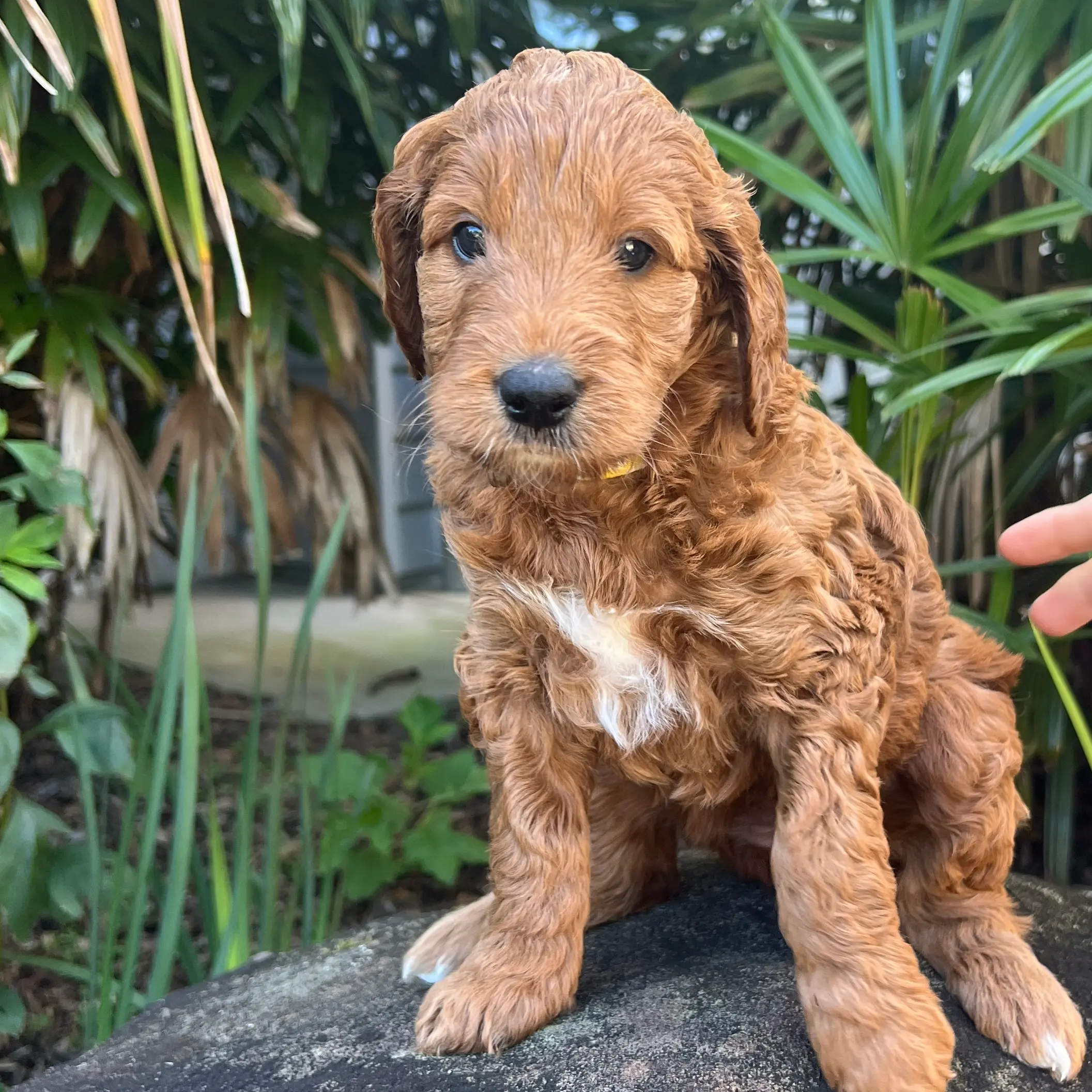 irish oodle australia