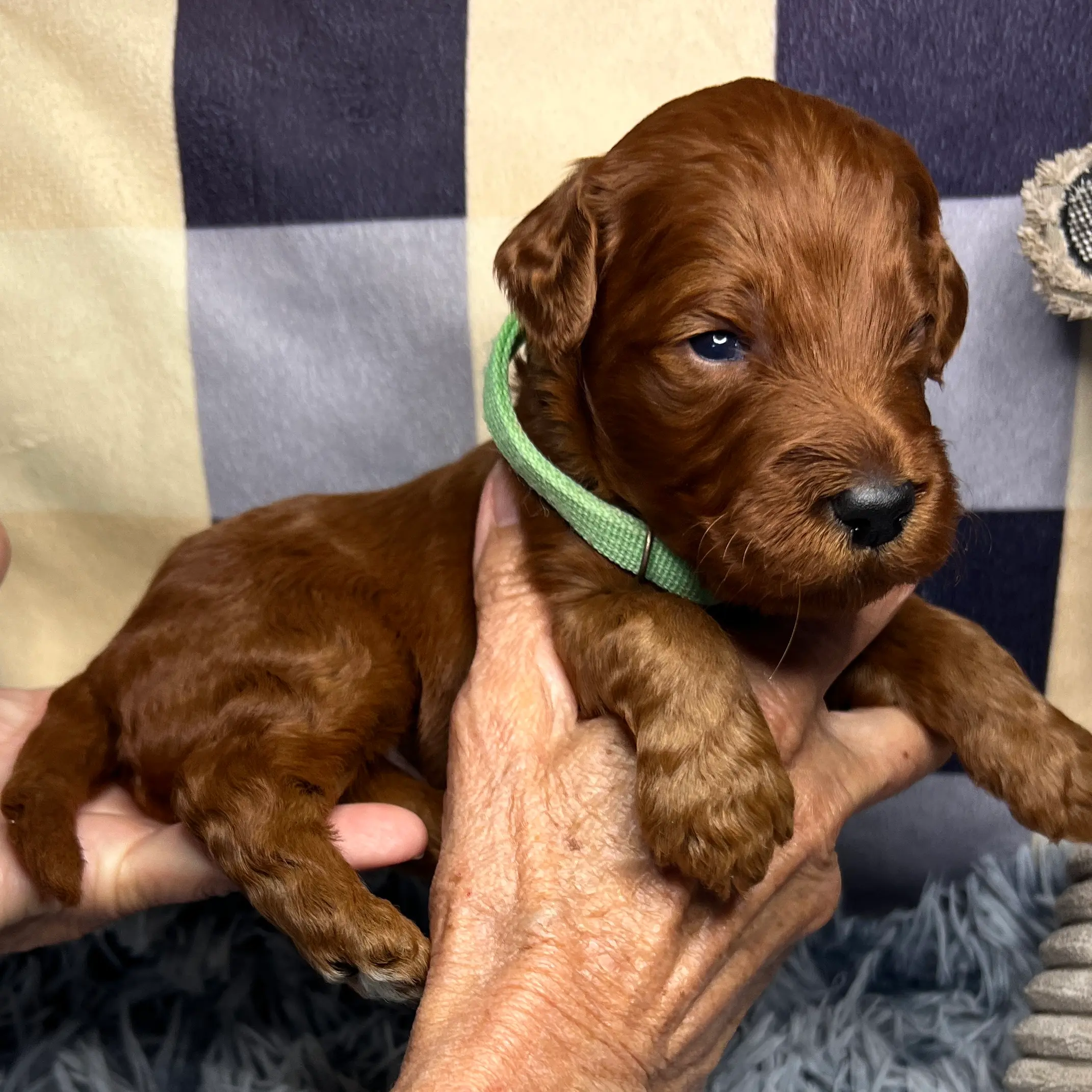irish oodle australia