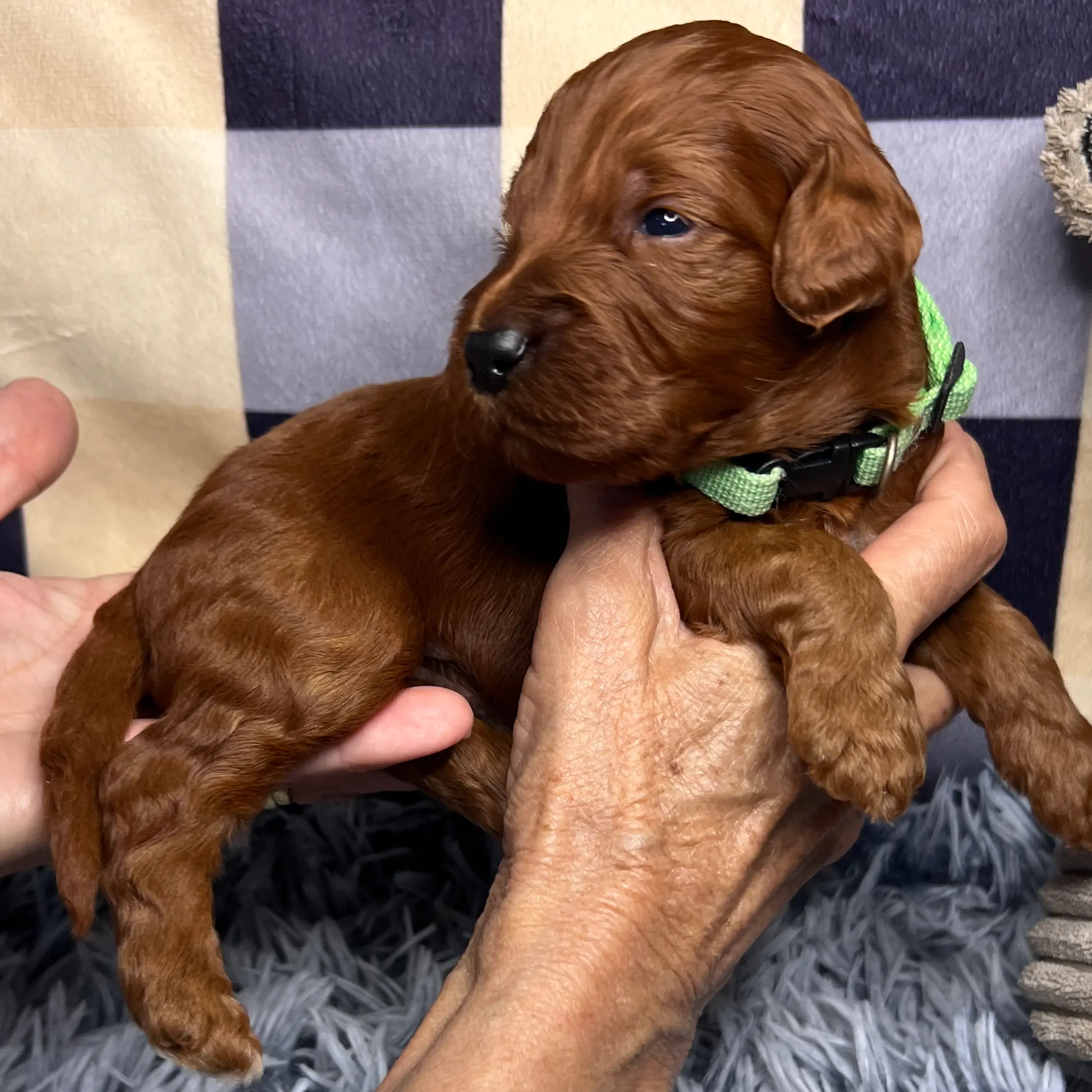 irish oodle australia