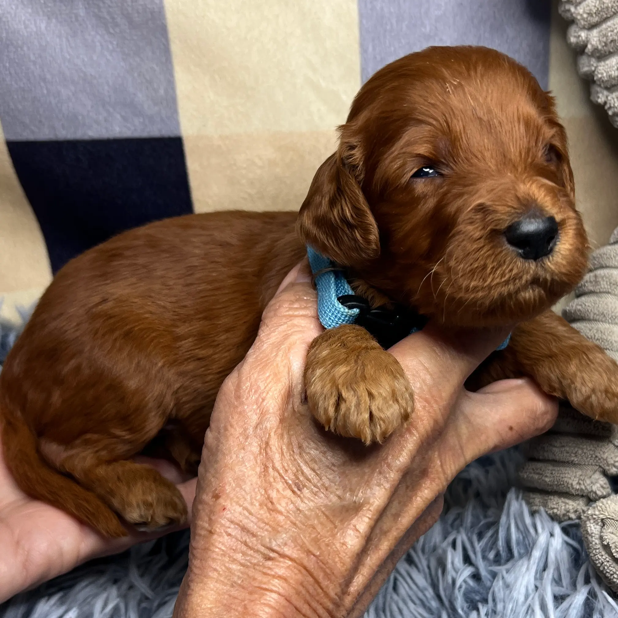 irish oodle australia