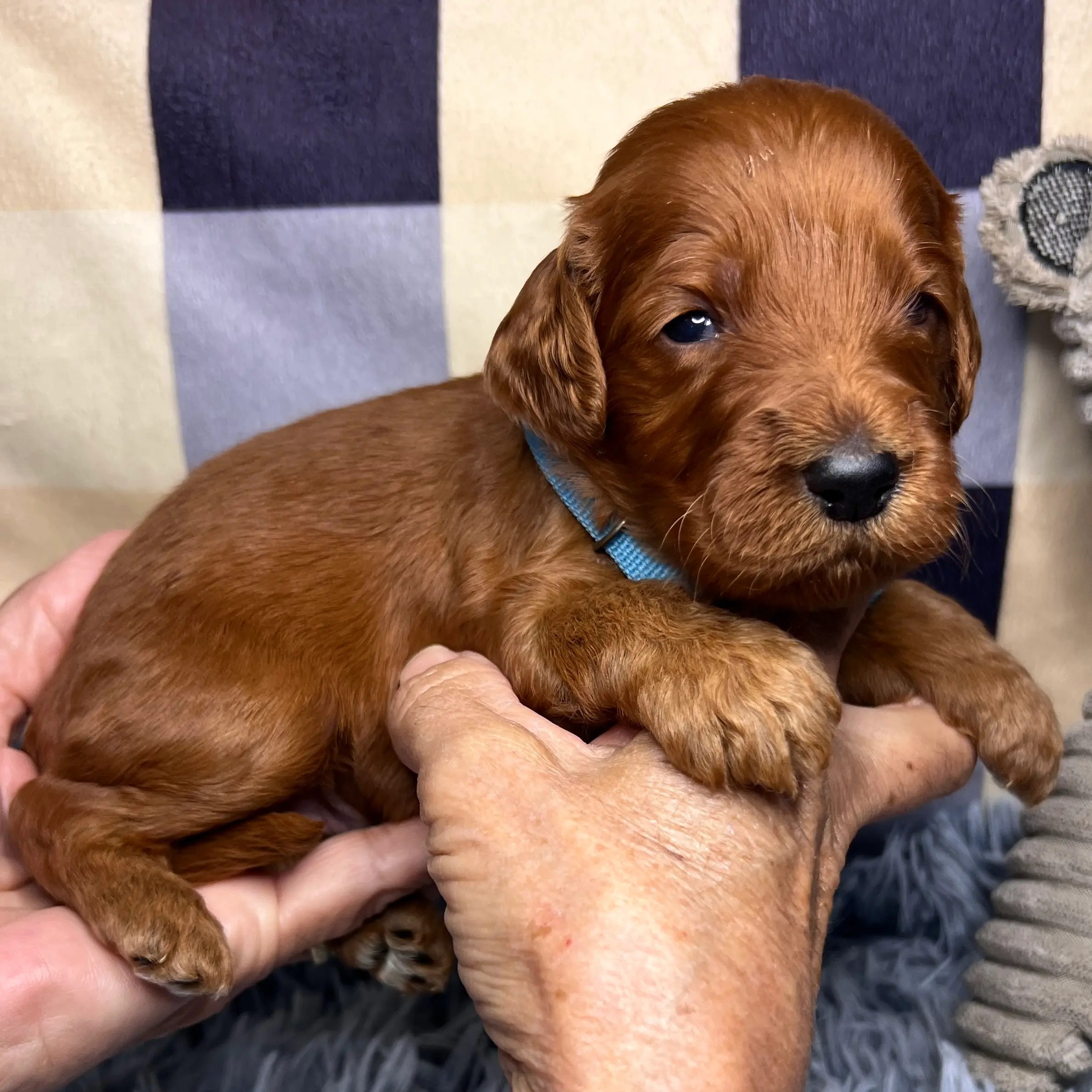 irish oodle australia