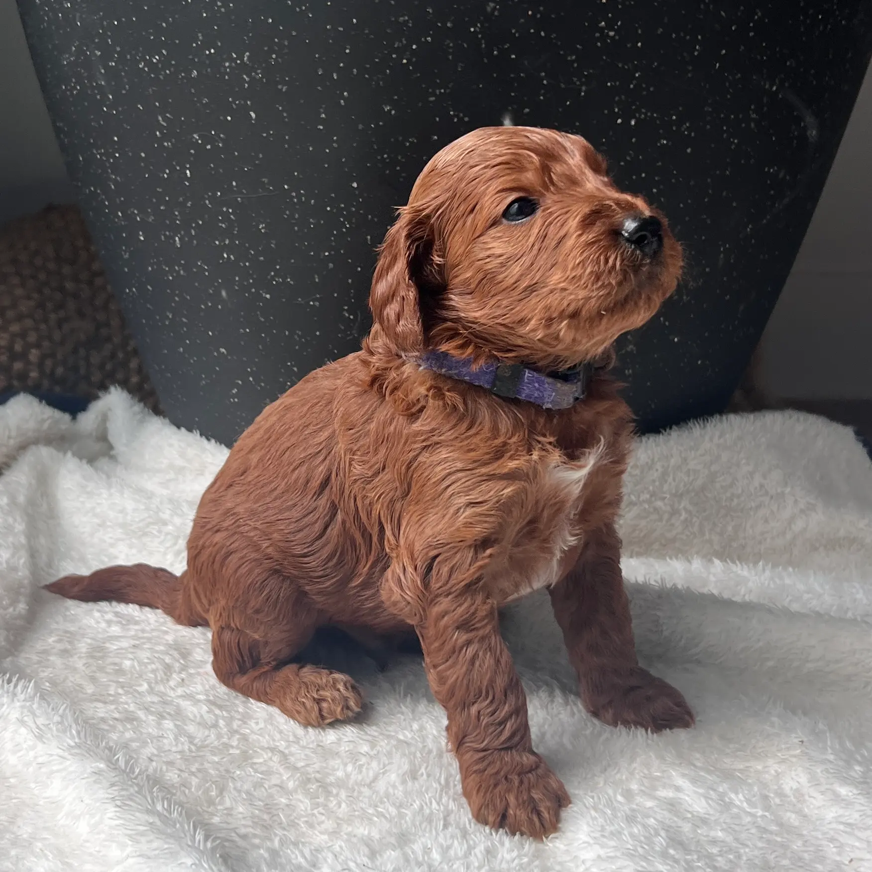 irish oodle australia
