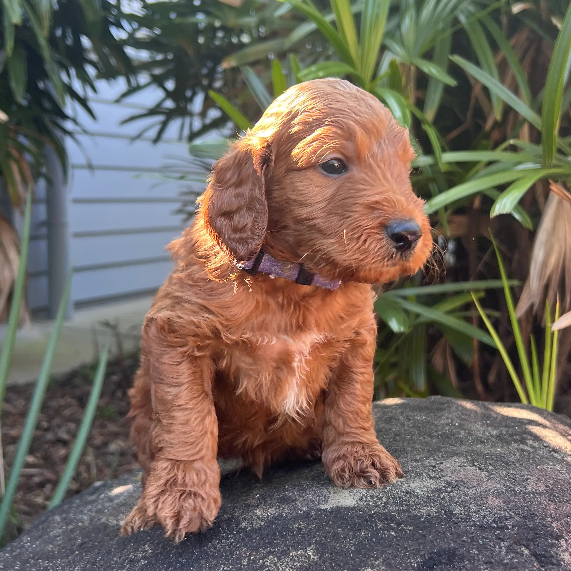 Irish oodle australia puppy