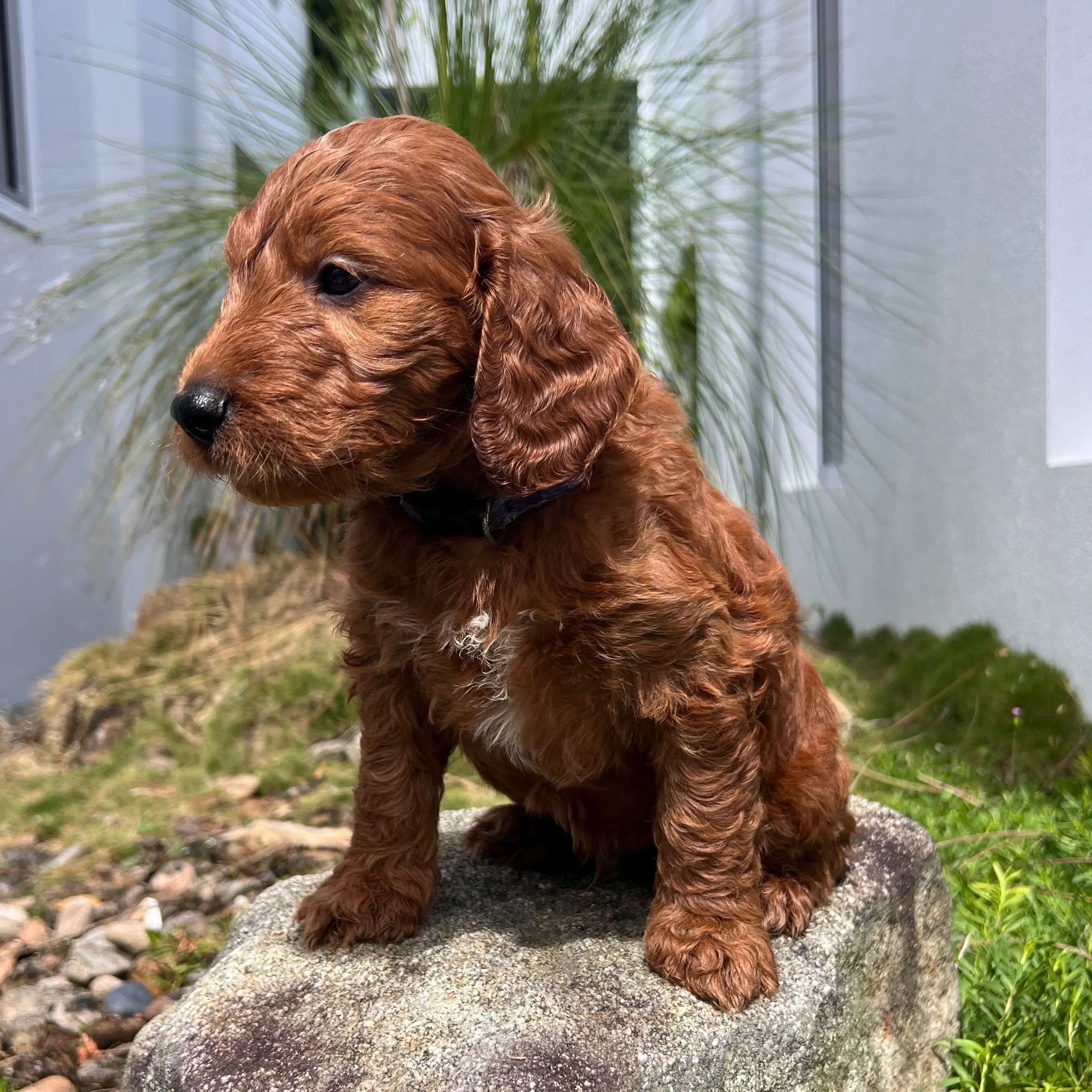 irish oodle australia pup