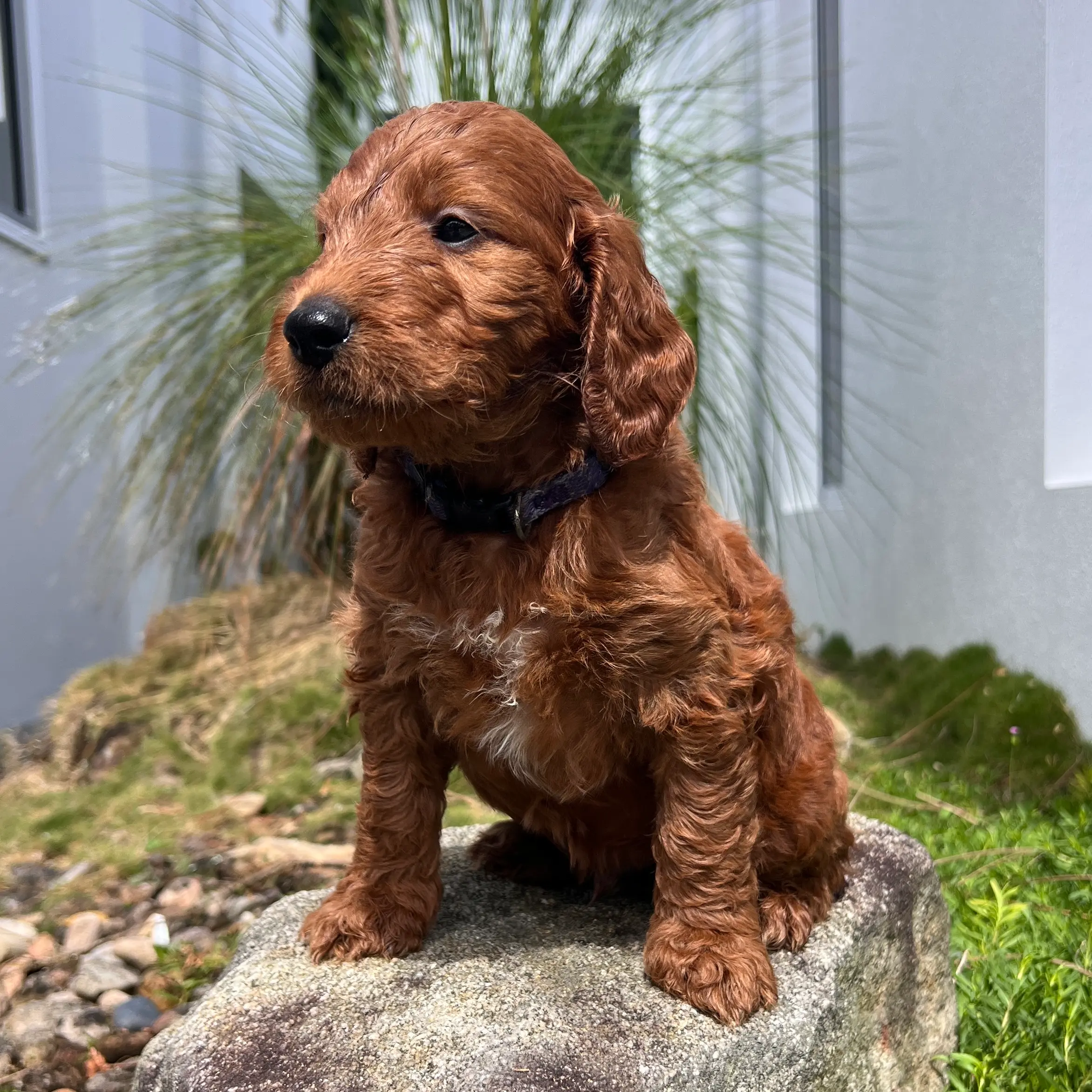 irish oodle australia pup