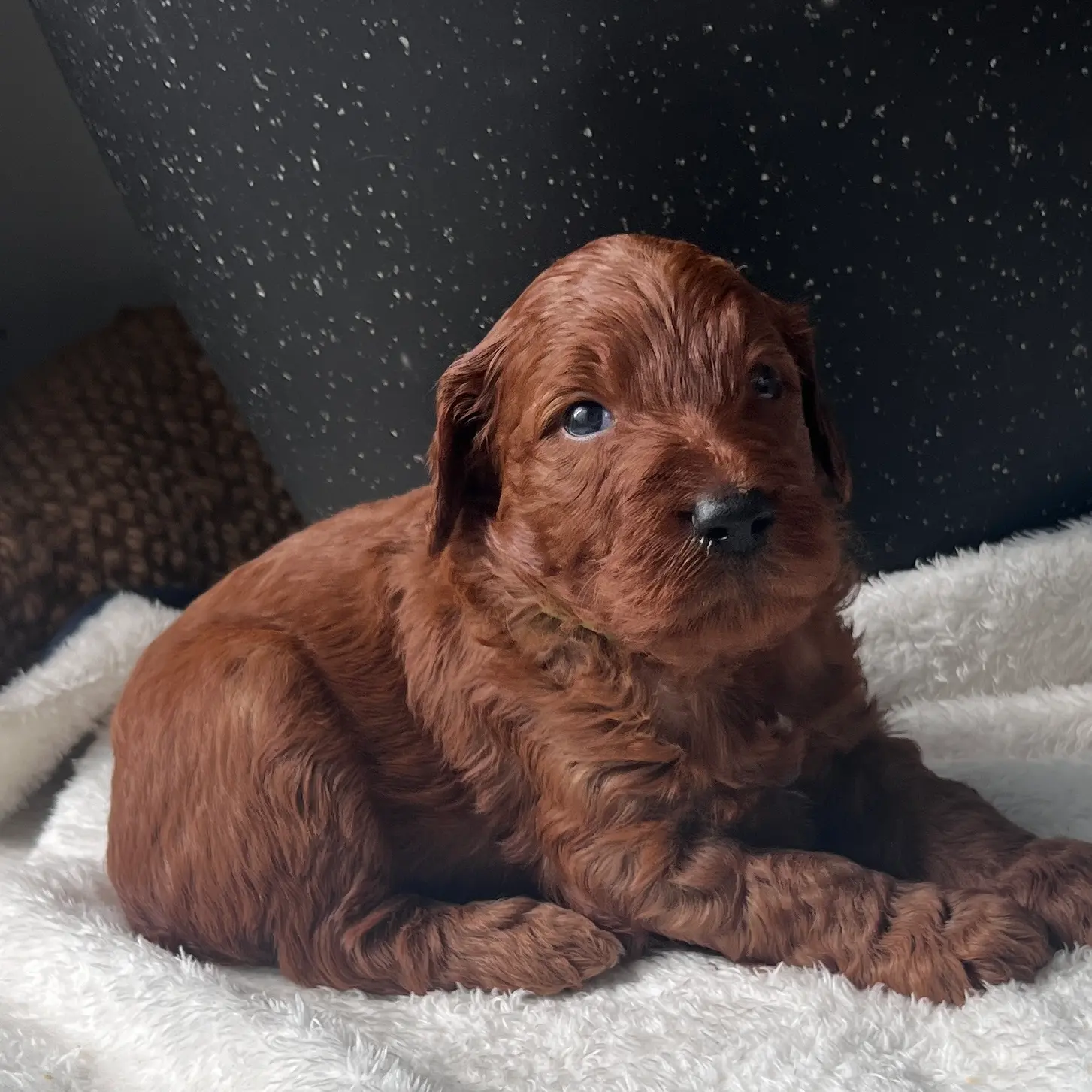 irish oodle australia
