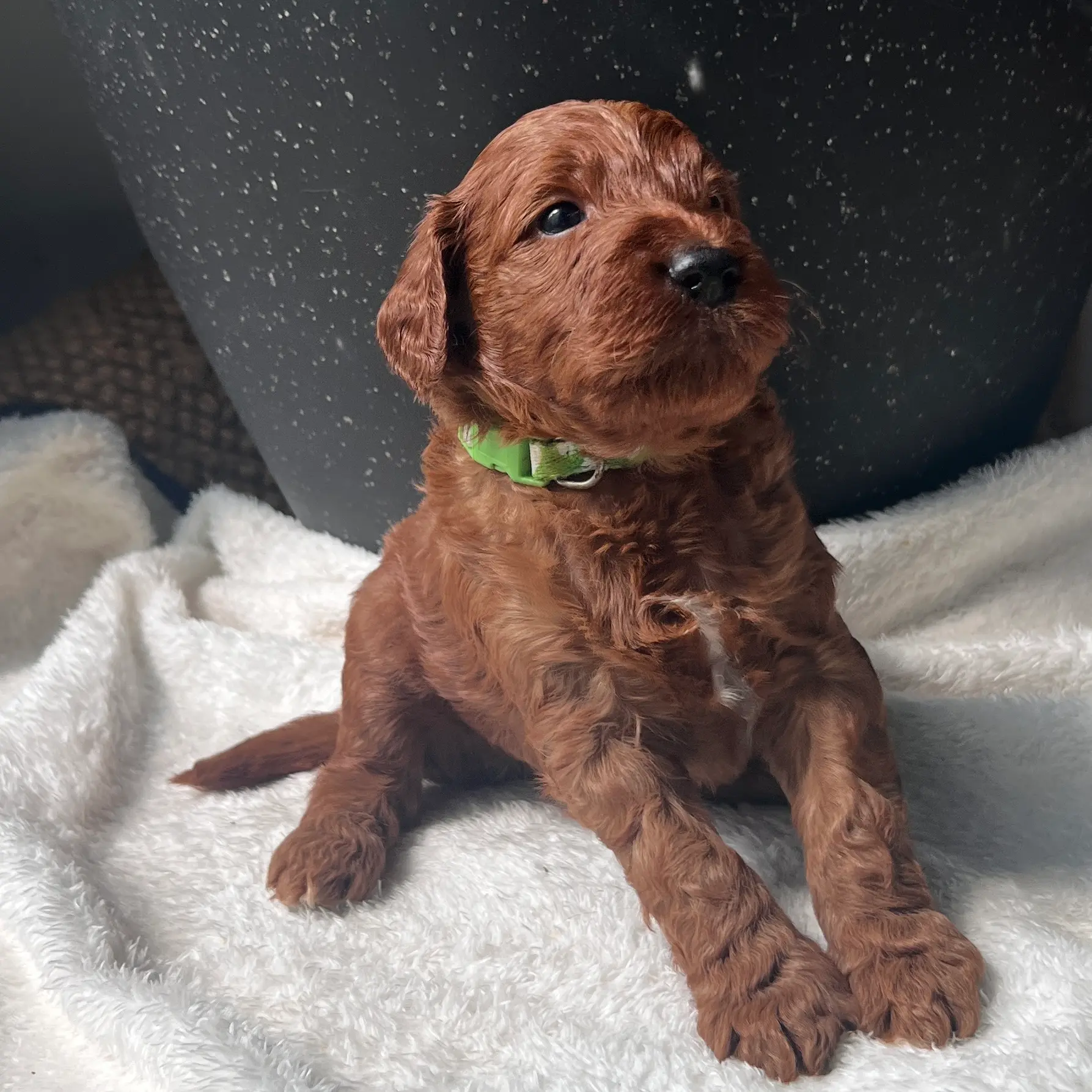 irish oodle australia
