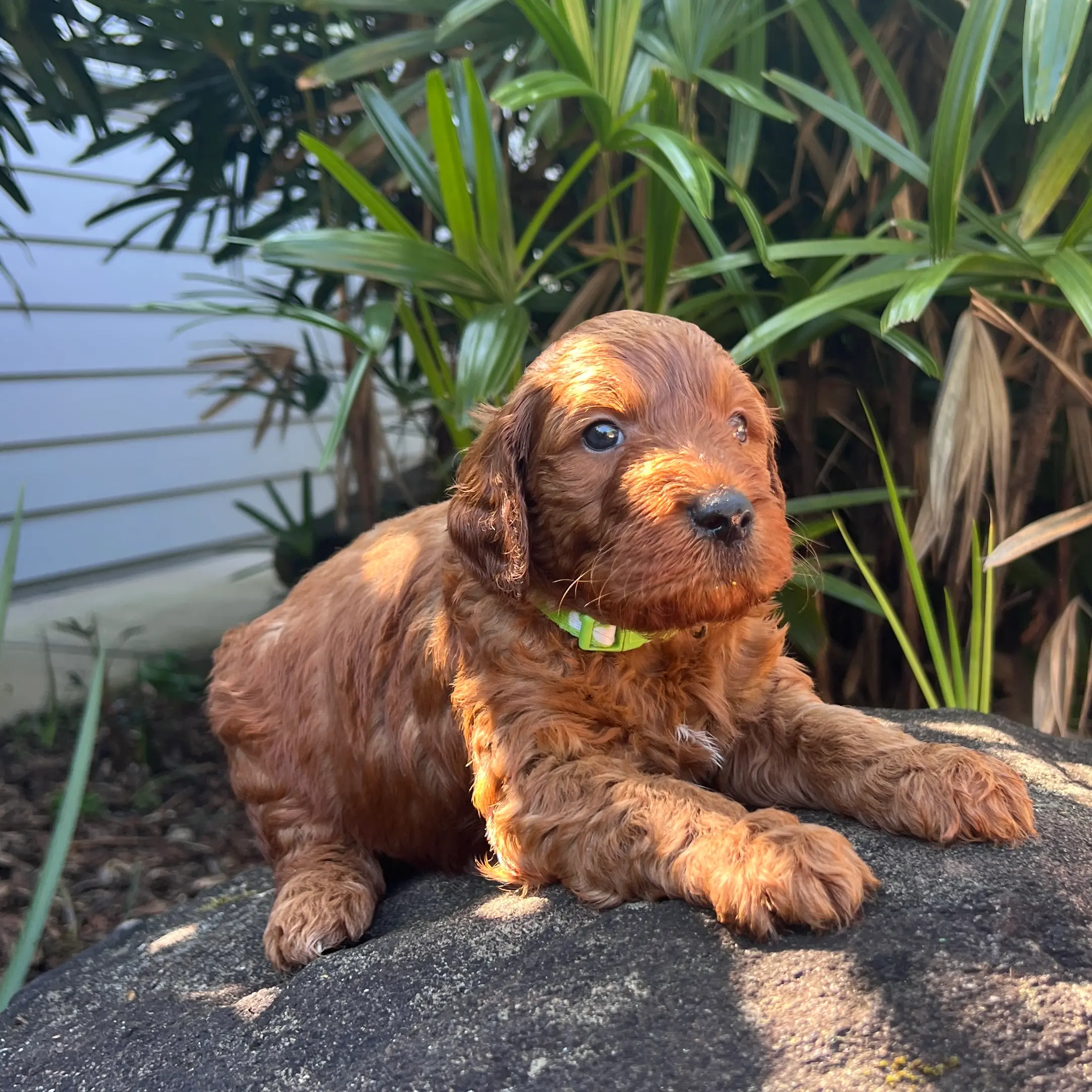 Irish oodle australia puppy