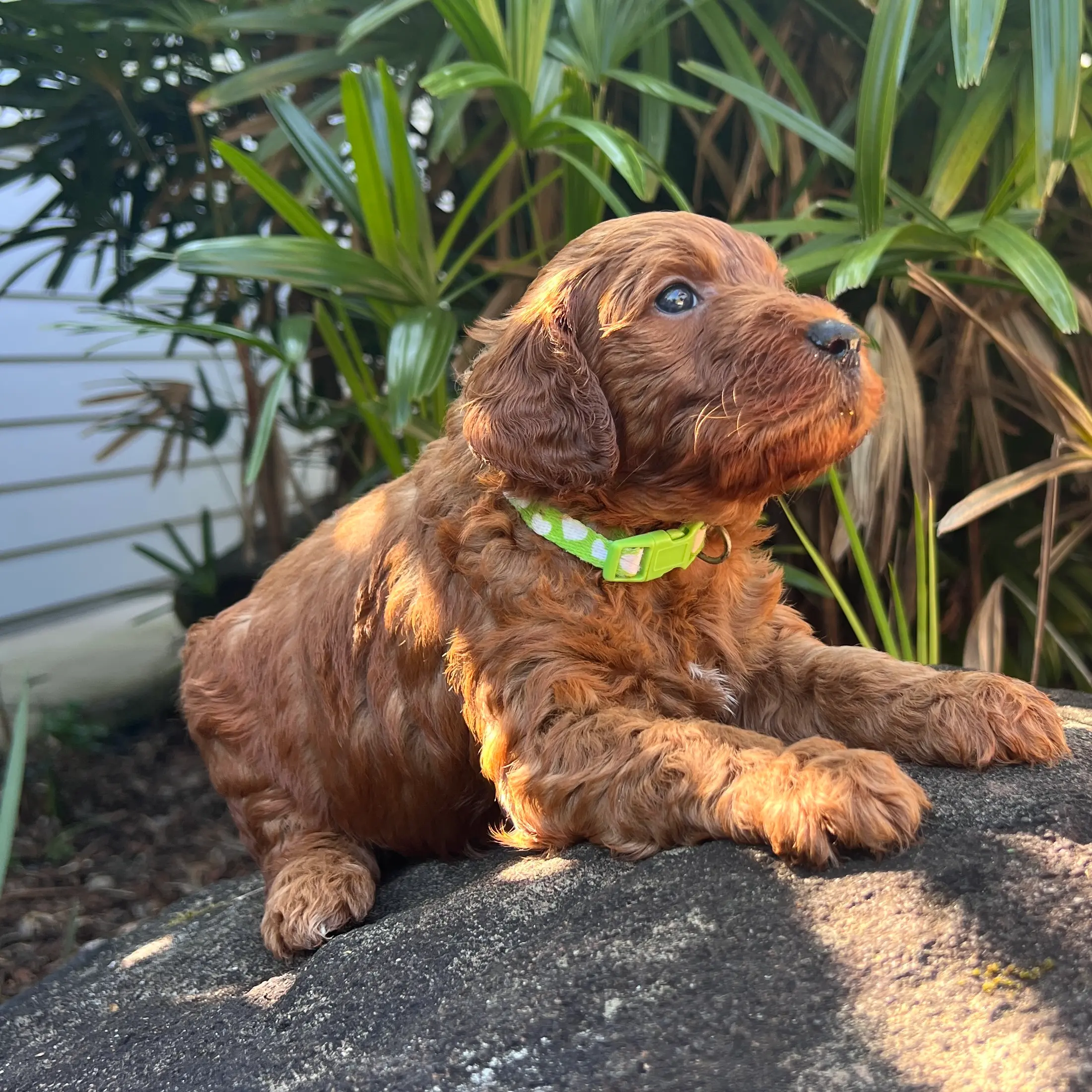 Irish oodle australia puppy