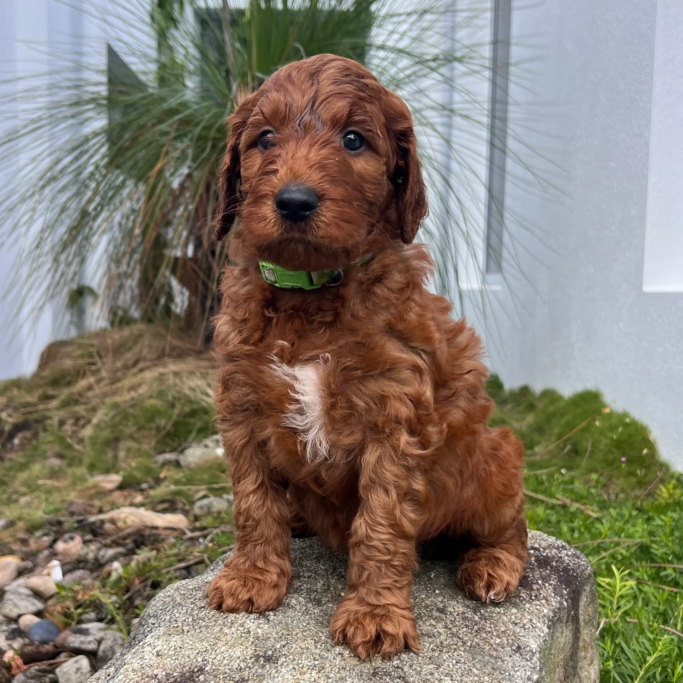 irish oodle australia pup