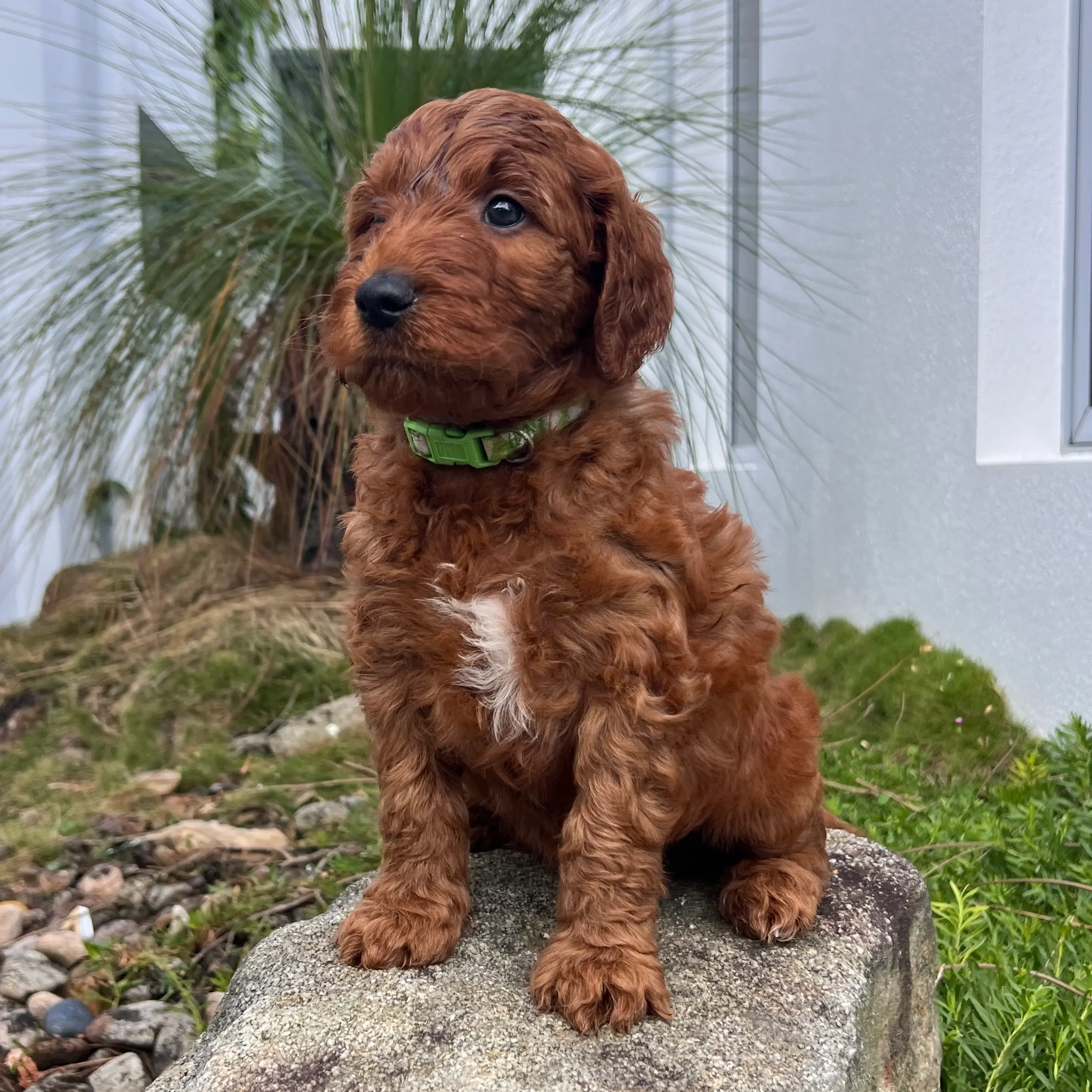 irish oodle australia pup