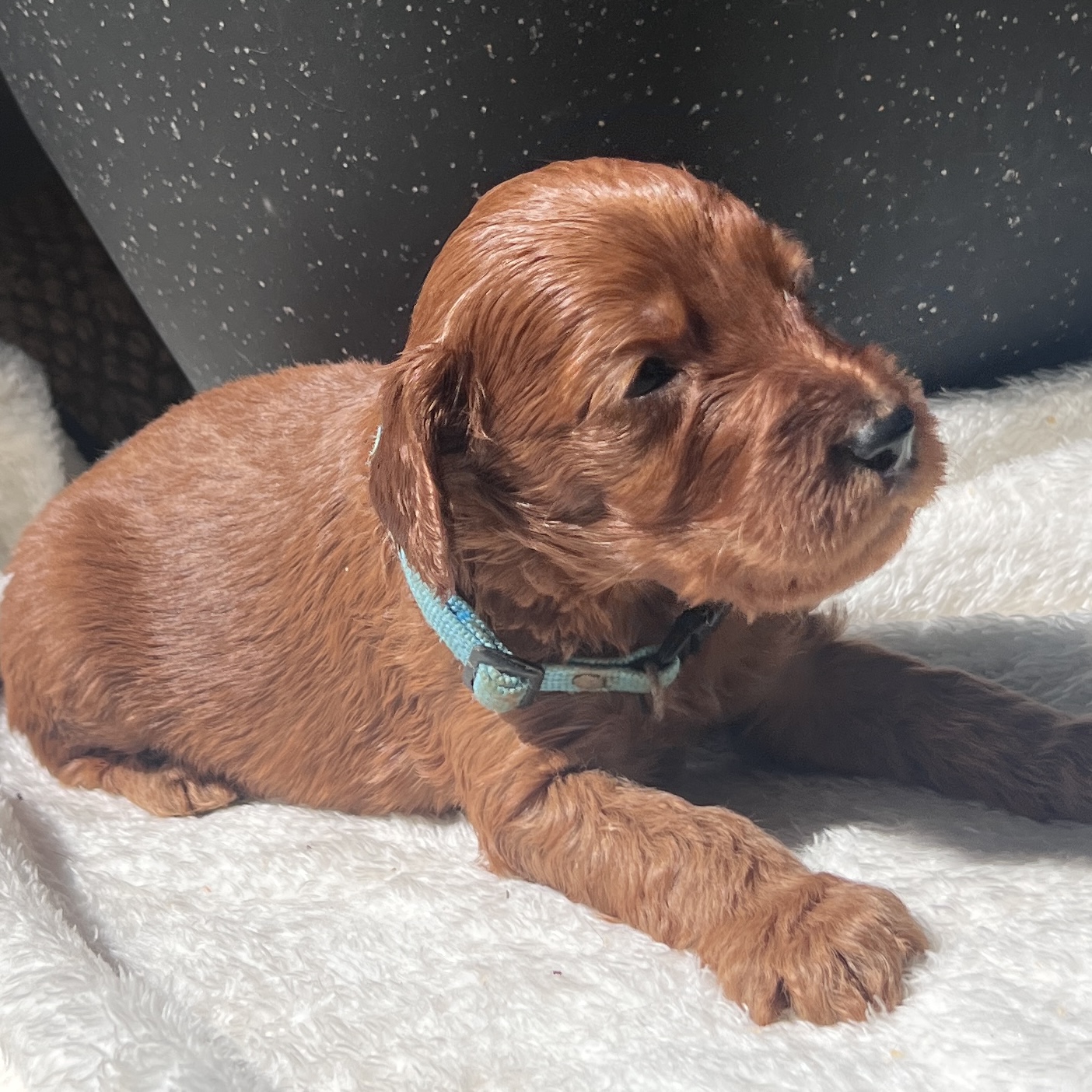 irish oodle australia
