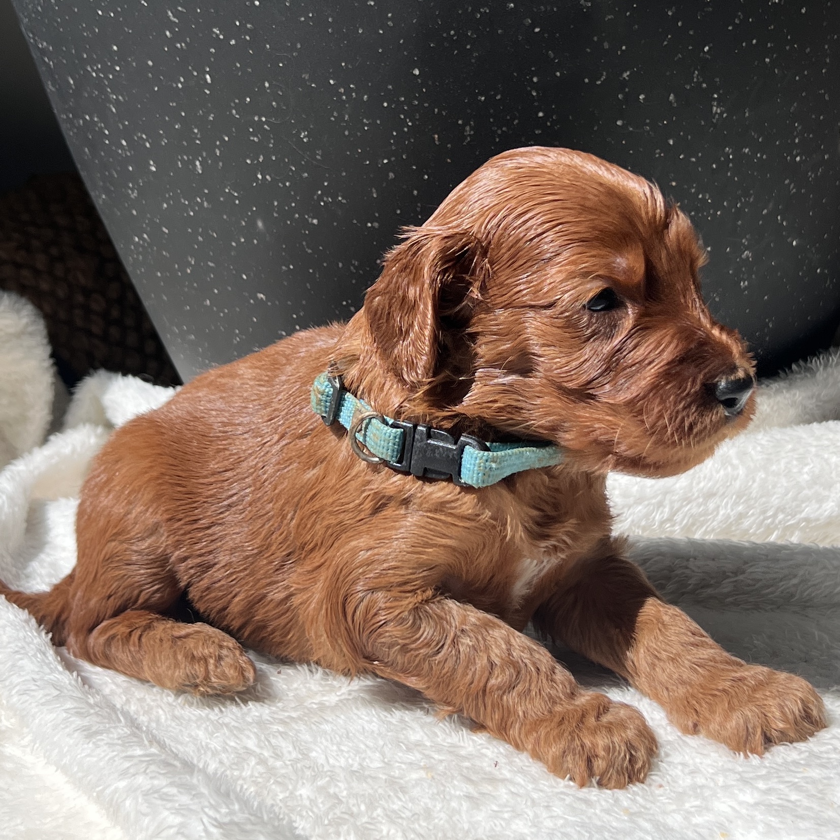 irish oodle australia