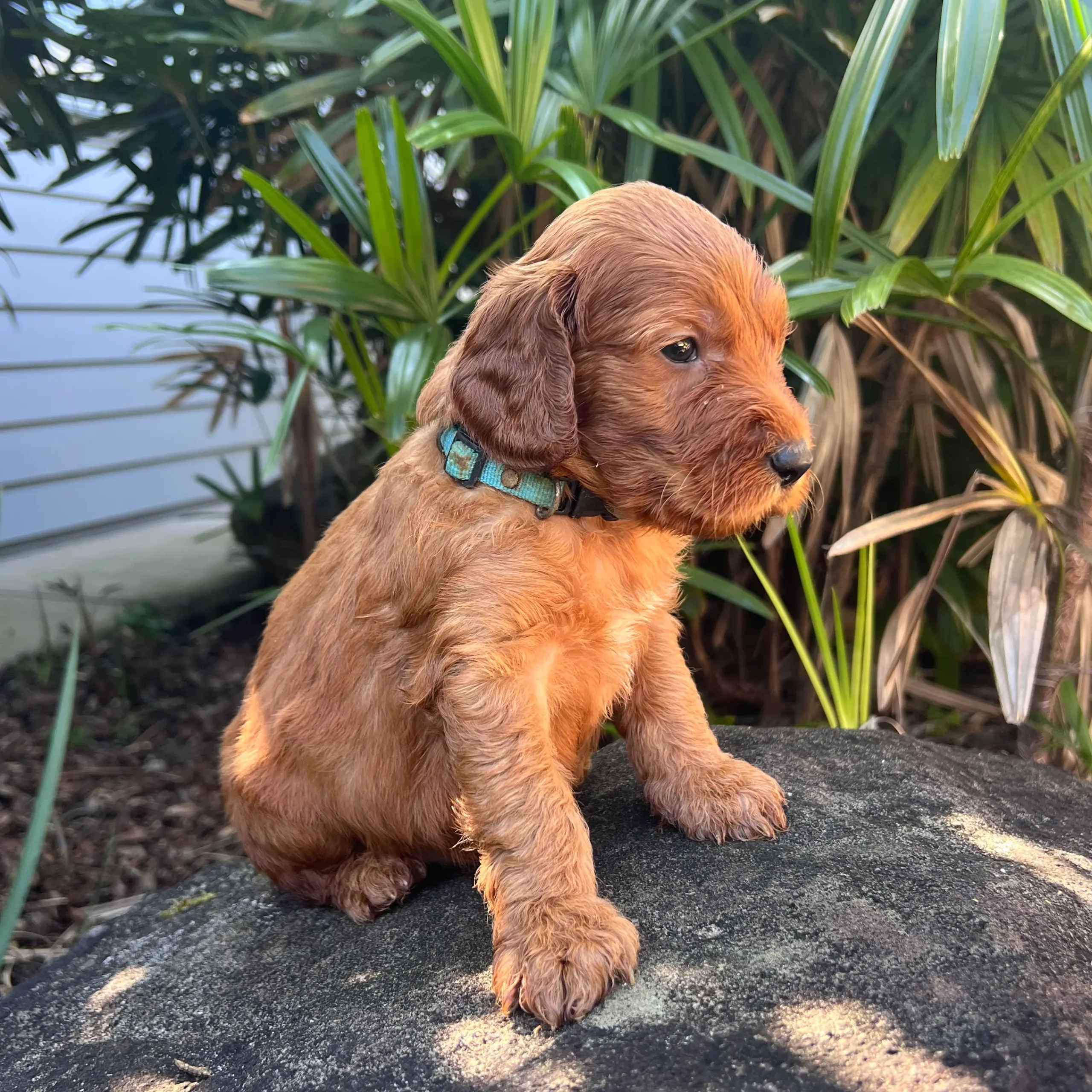 Irish oodle australia puppy