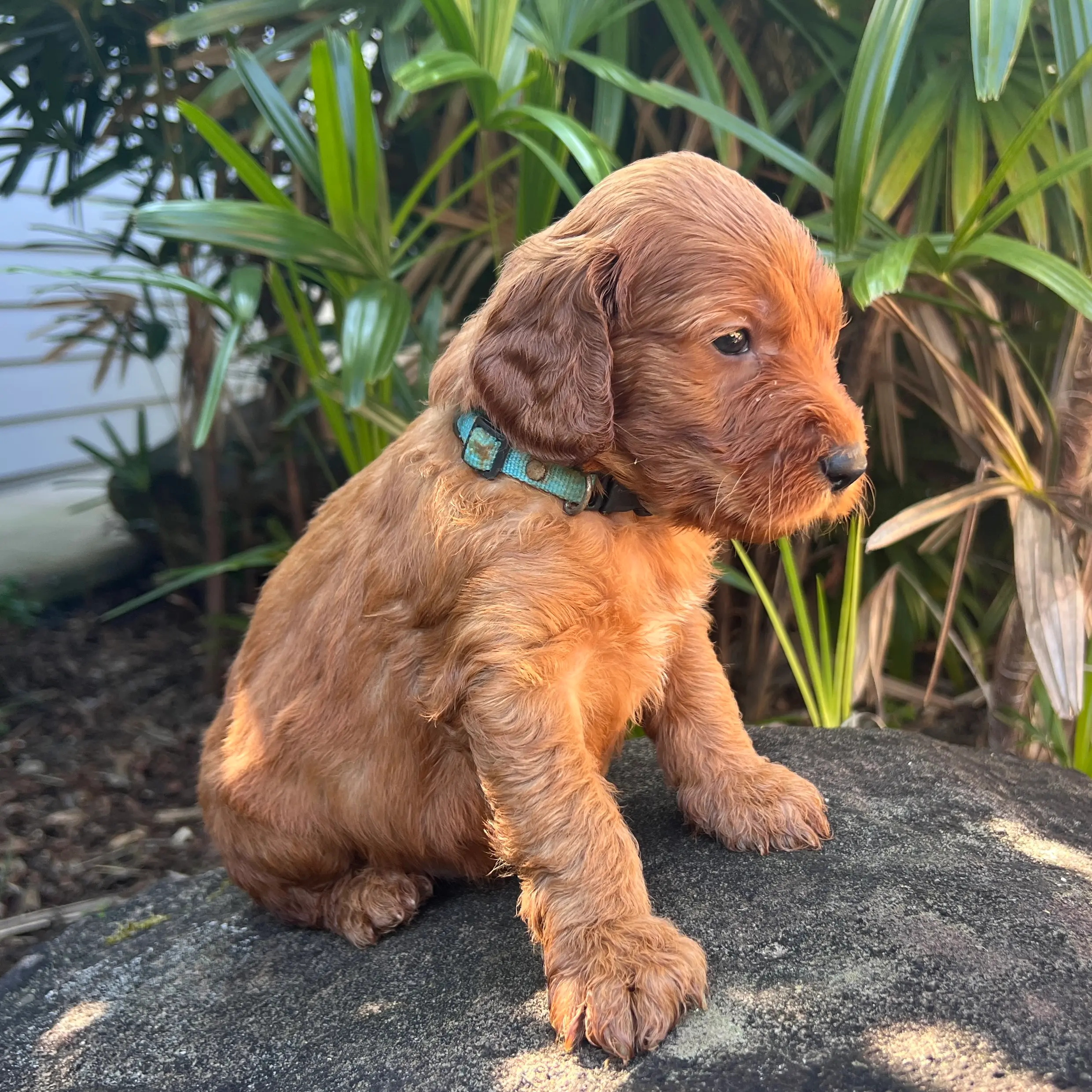 Irish oodle australia puppy