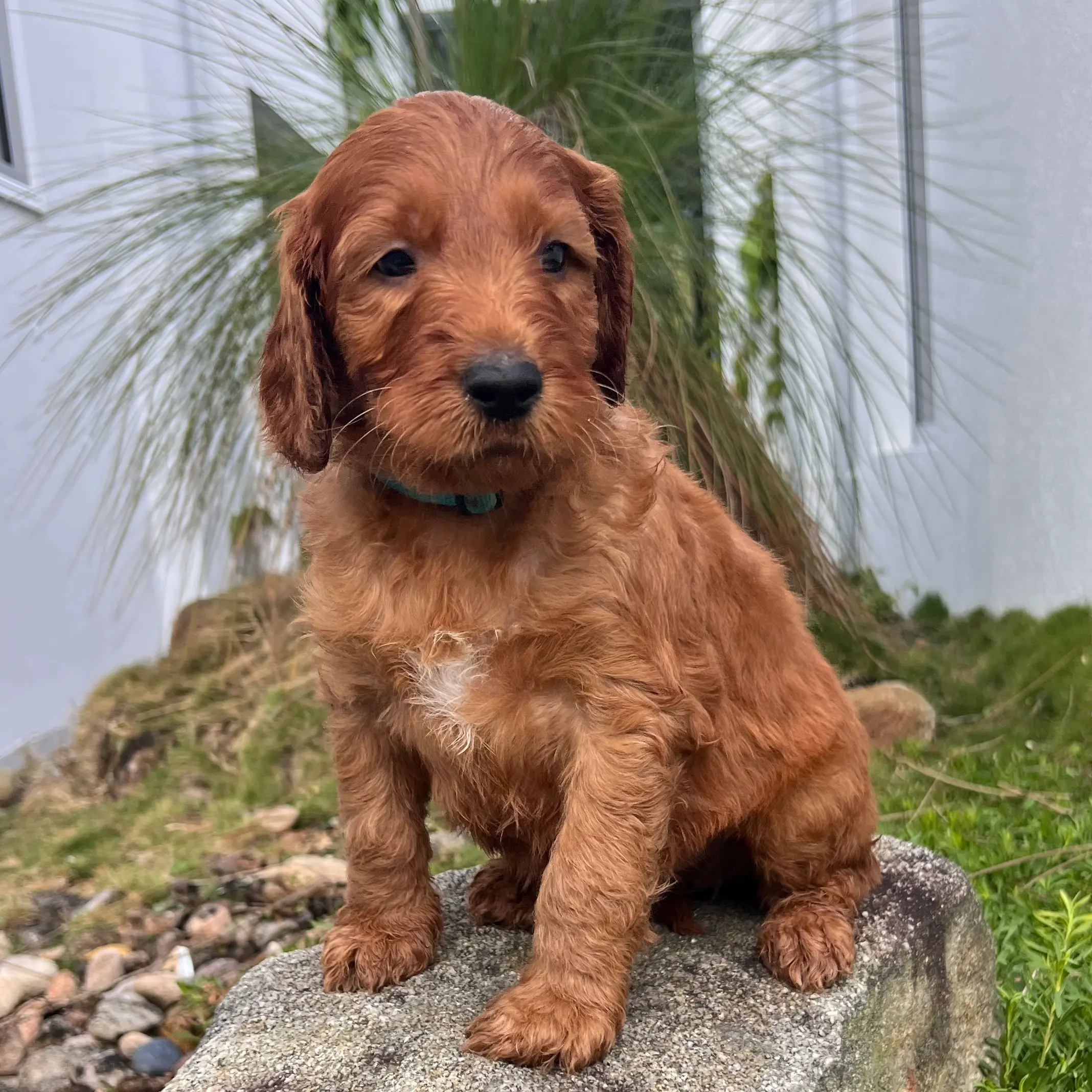 irish oodle australia pup
