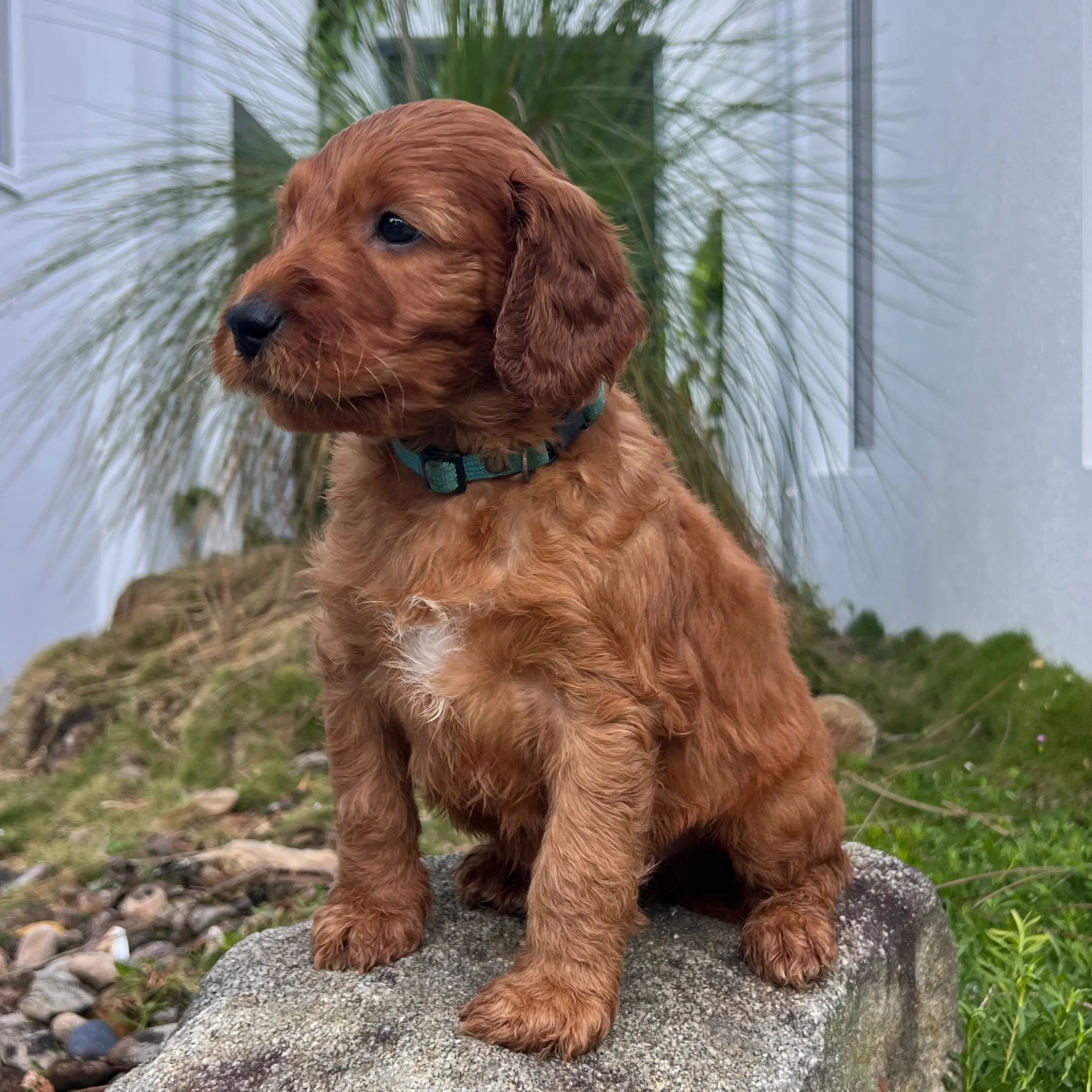 irish oodle australia pup