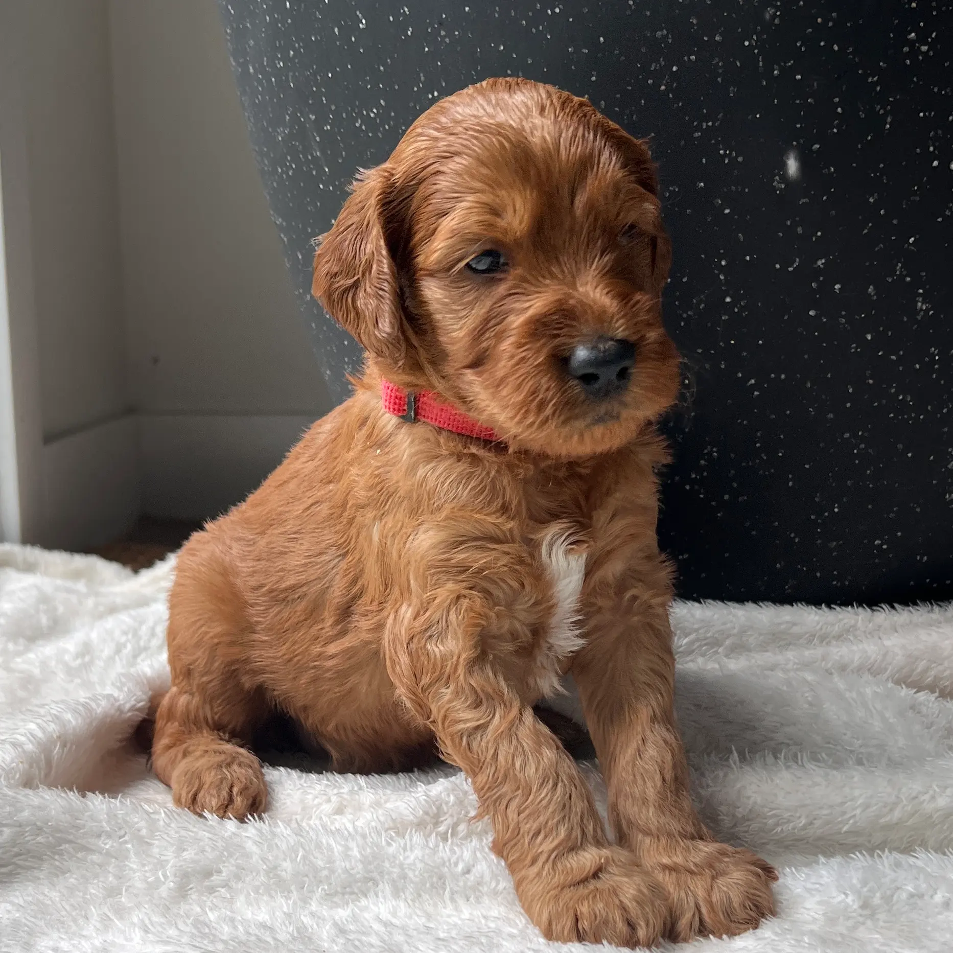 irish oodle australia
