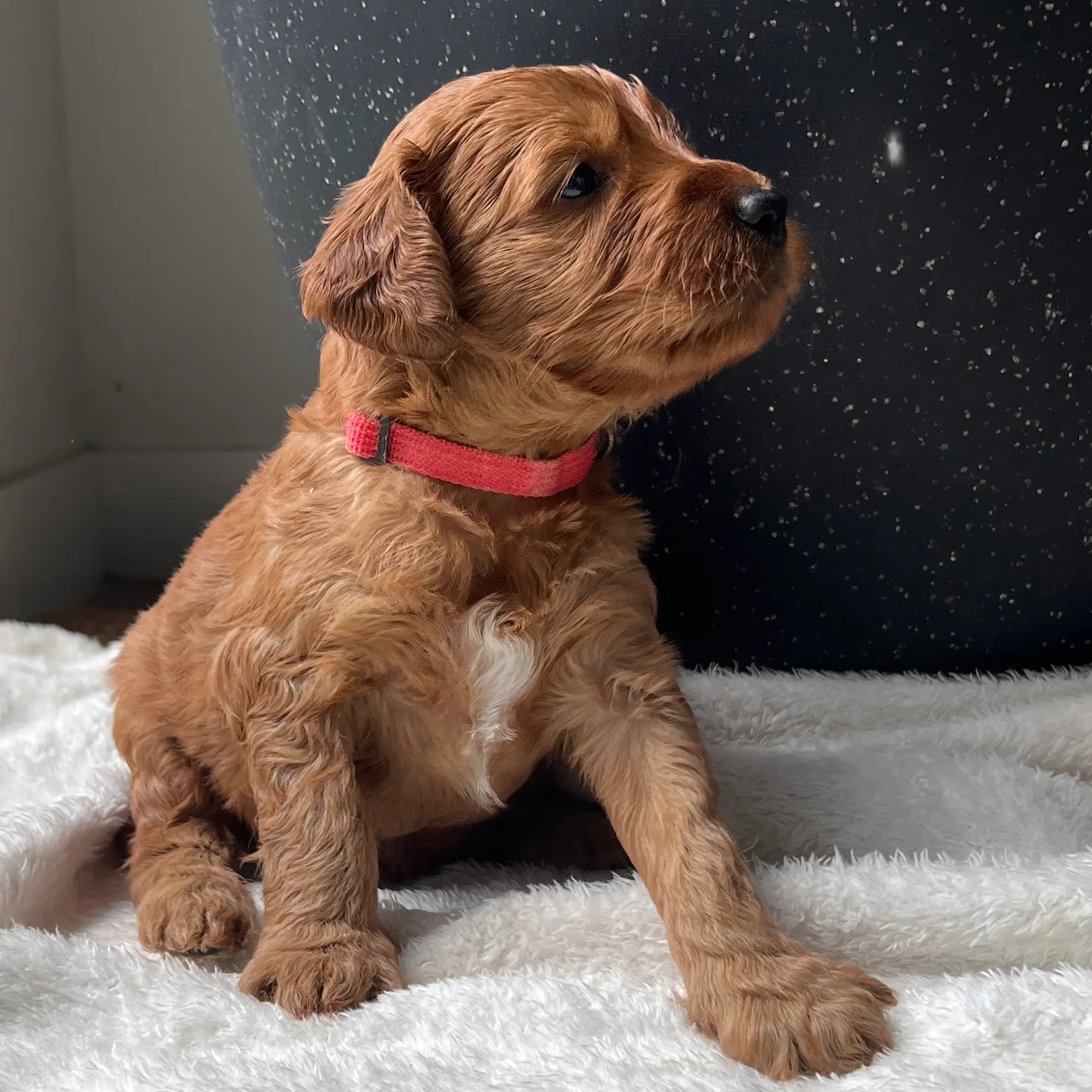 irish oodle australia