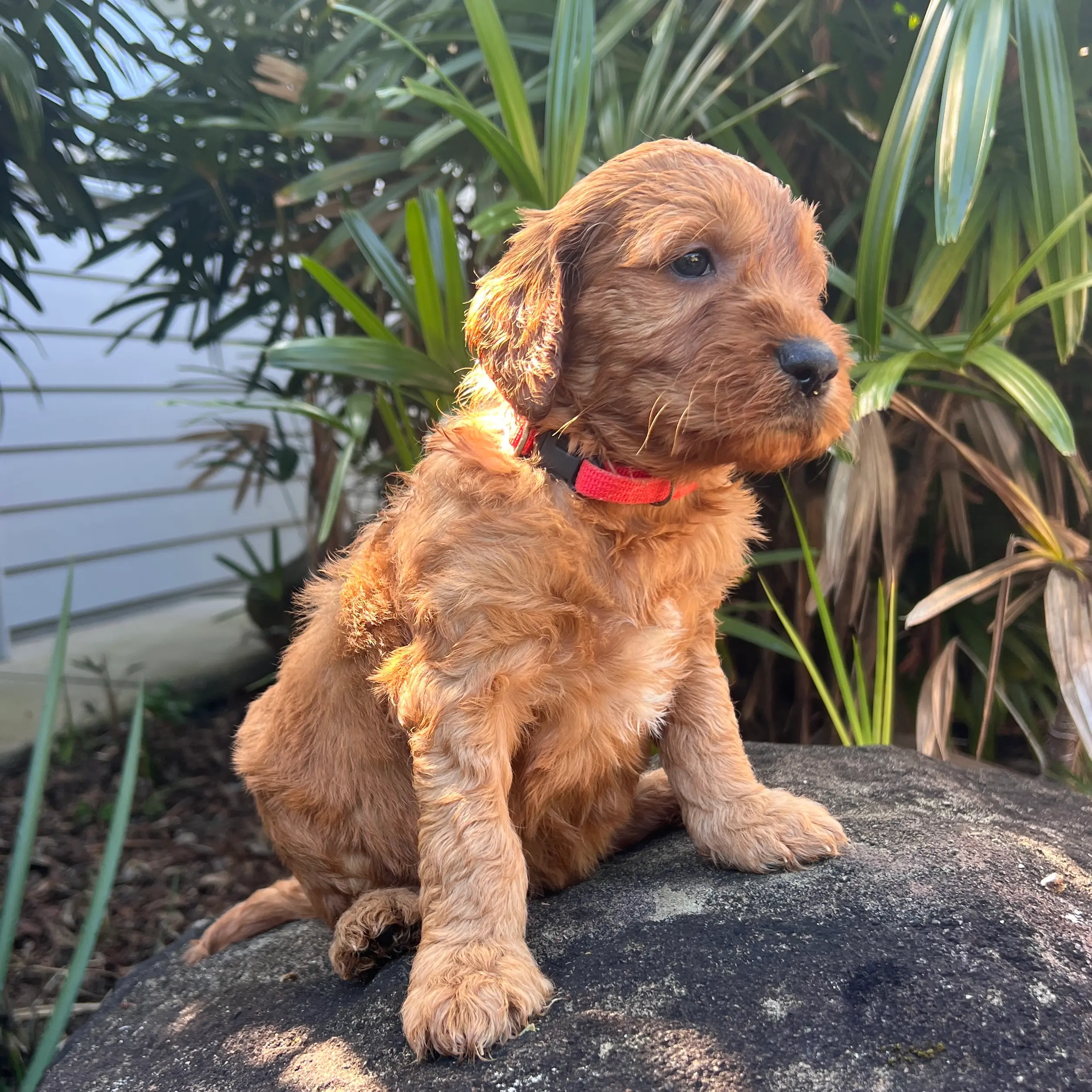 Irish oodle australia puppy
