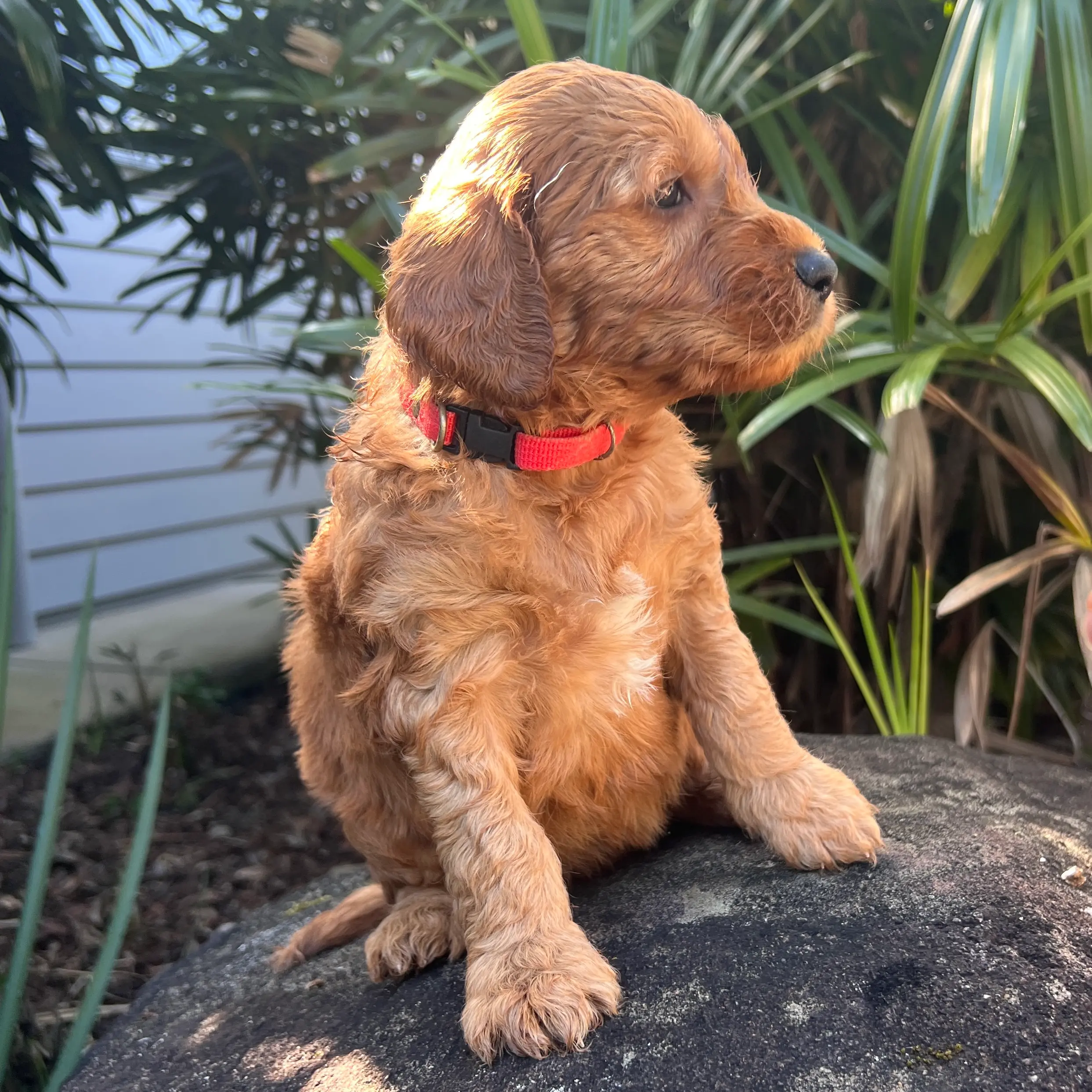 Irish oodle australia puppy