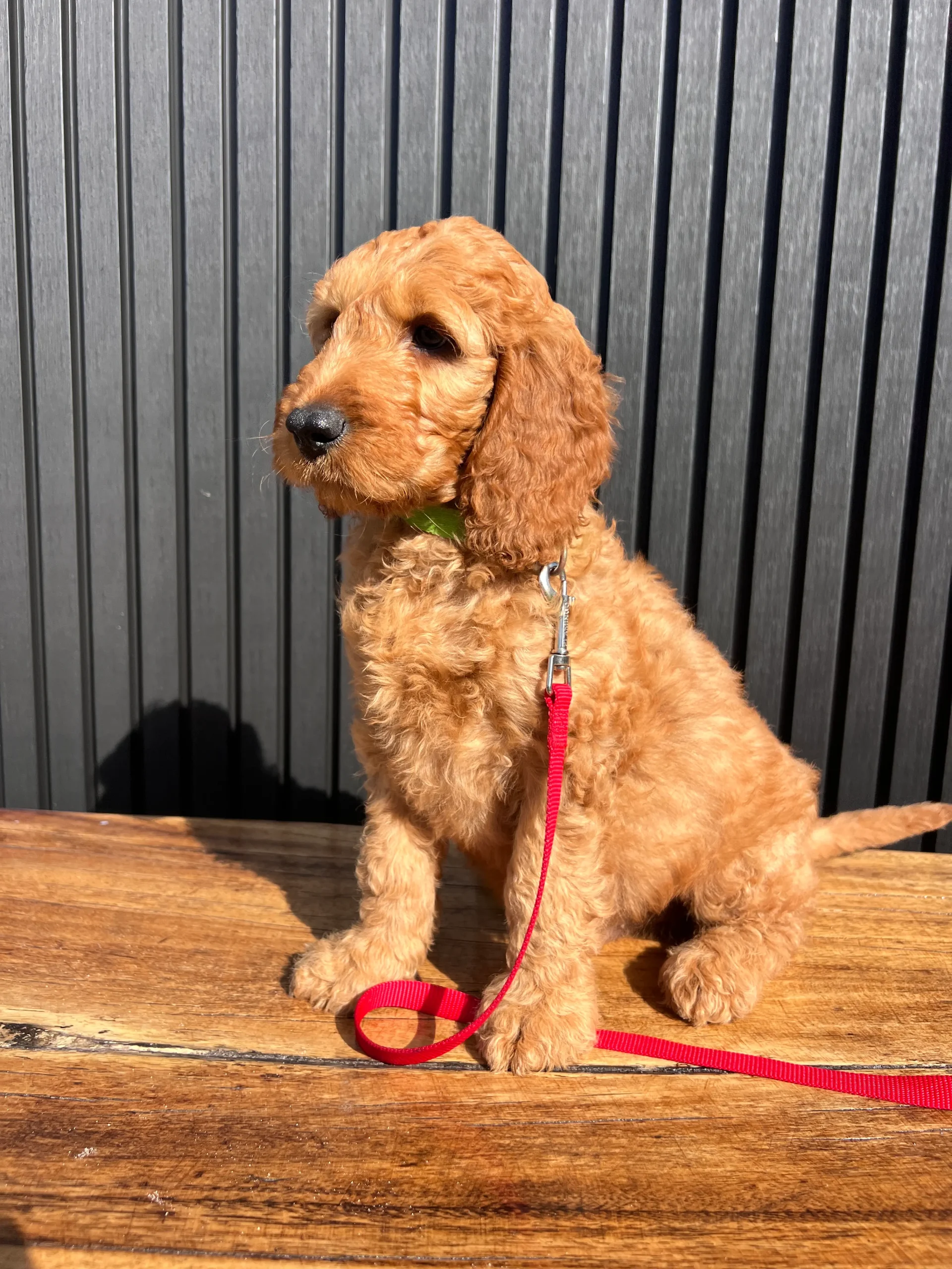 irish oodle australia