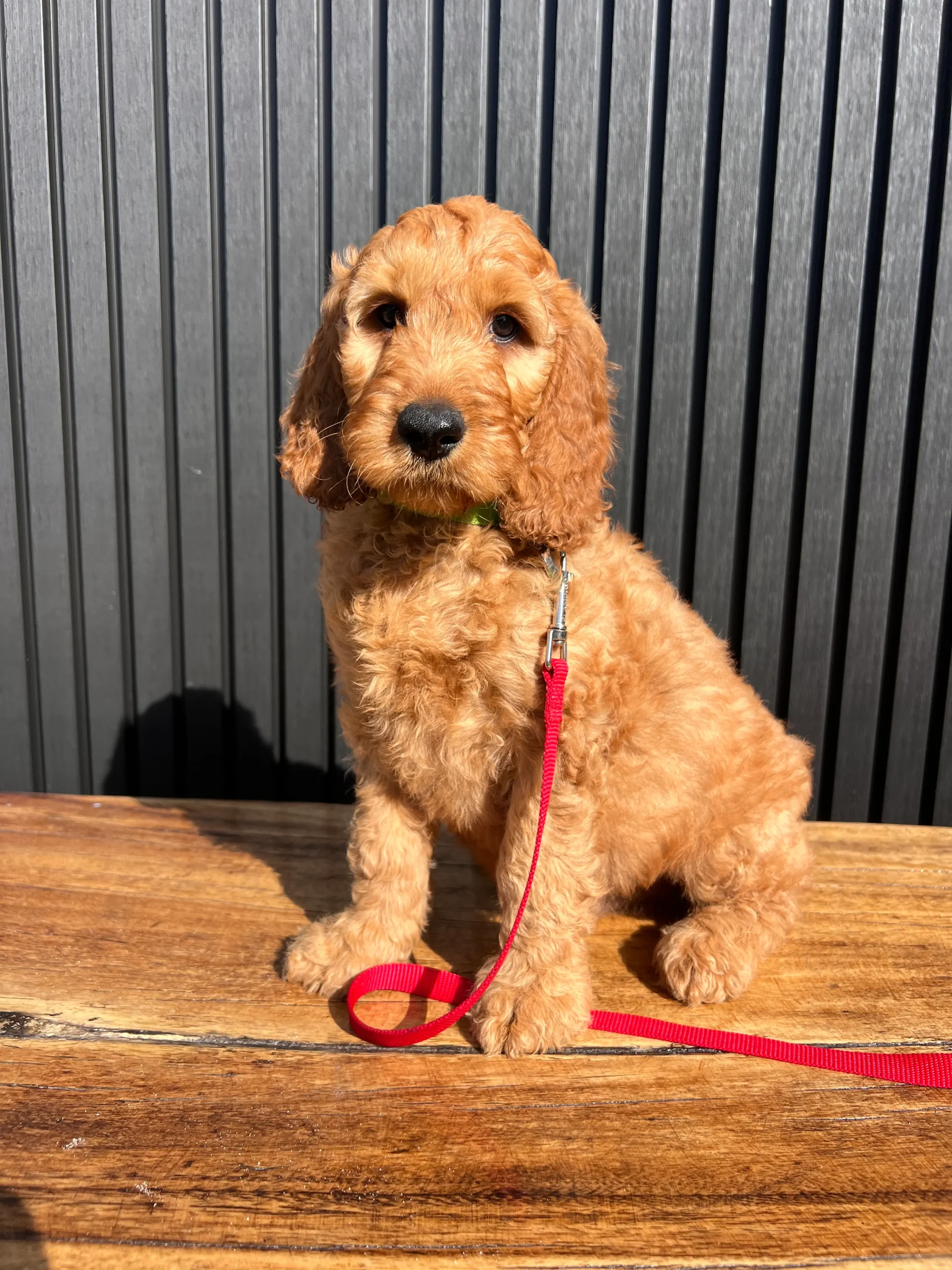 irish oodle australia