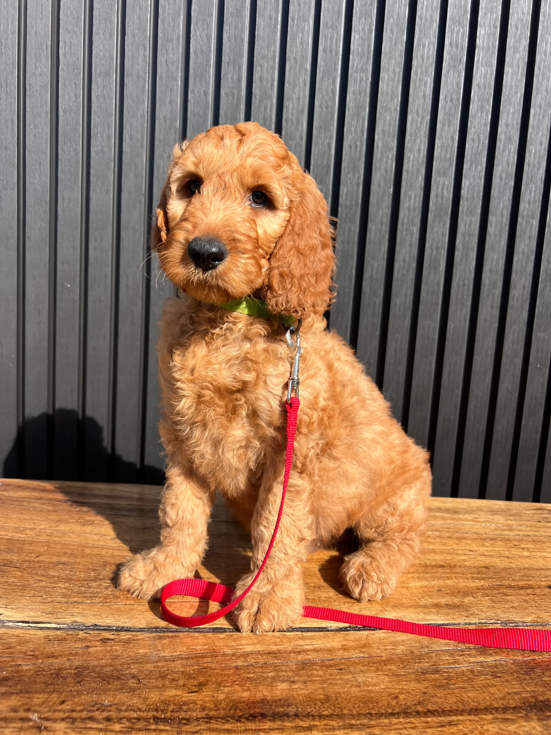 irish oodle australia