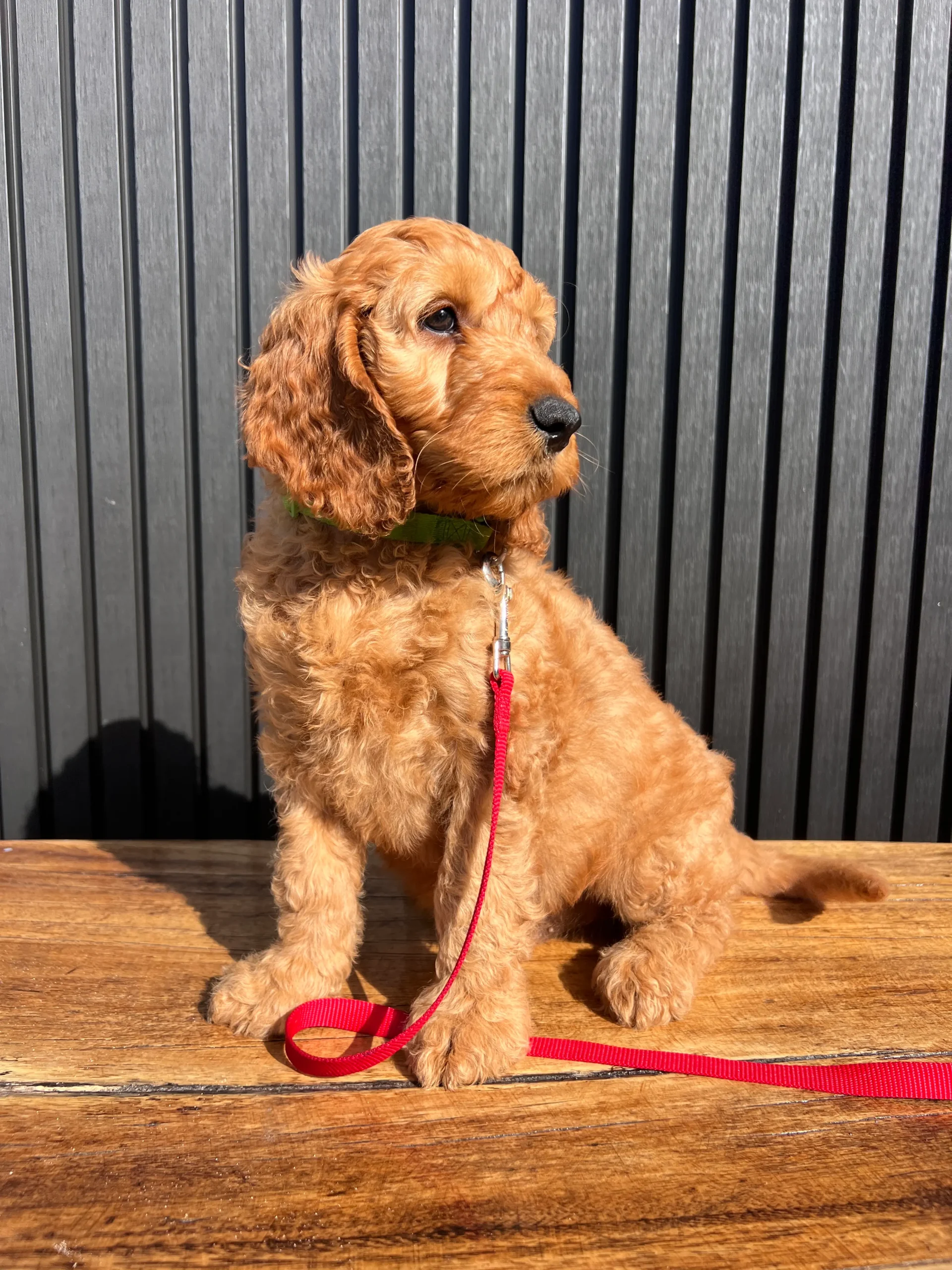 irish oodle australia