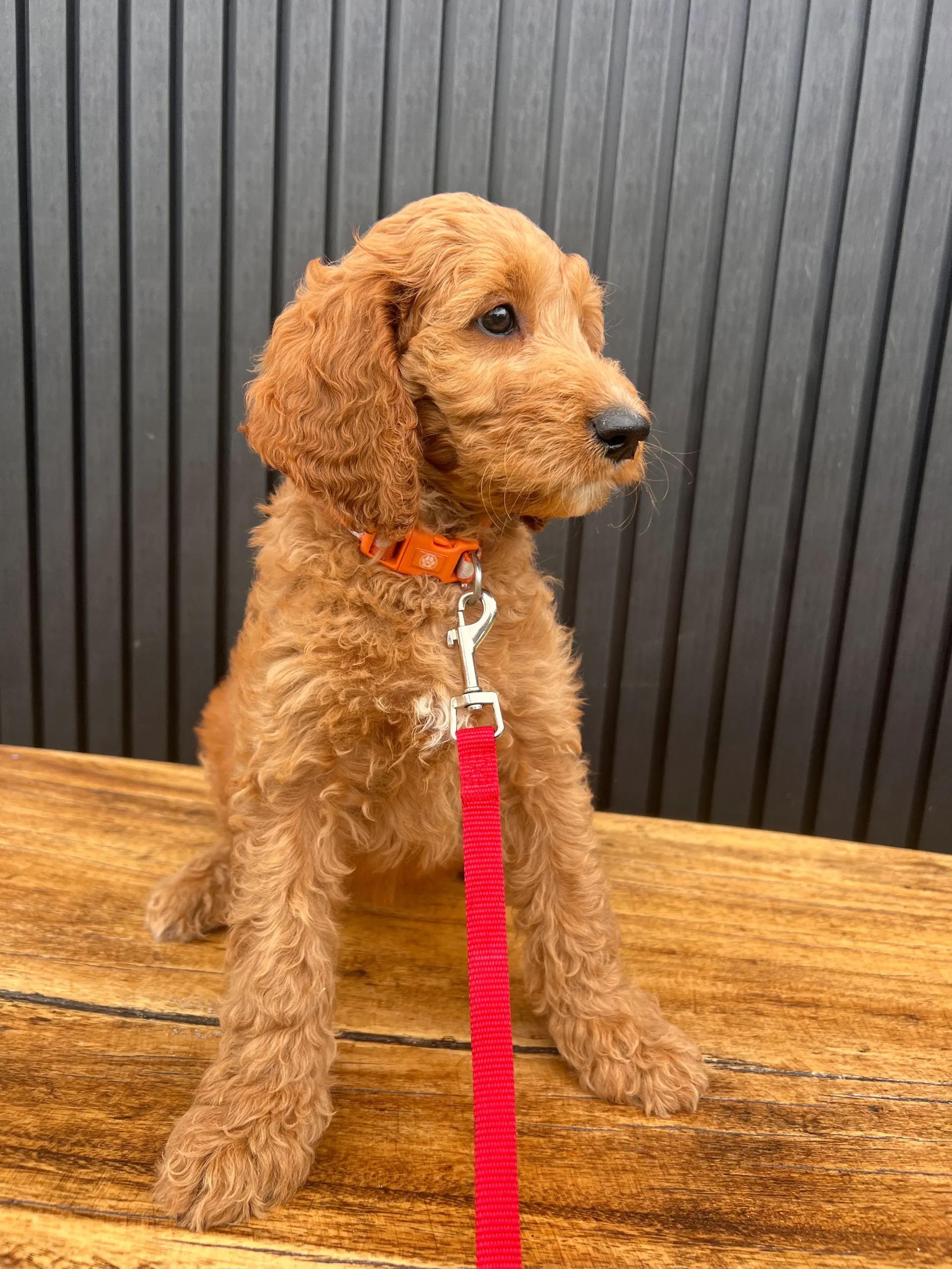 irish oodle australia