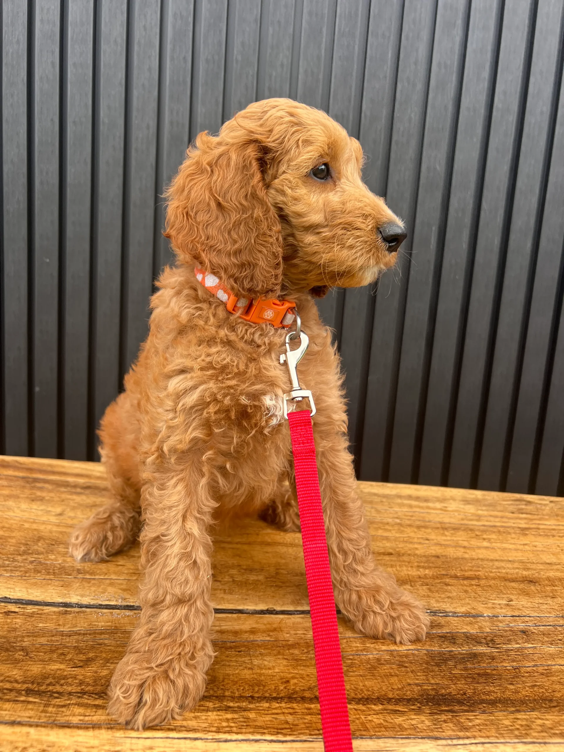 irish oodle australia