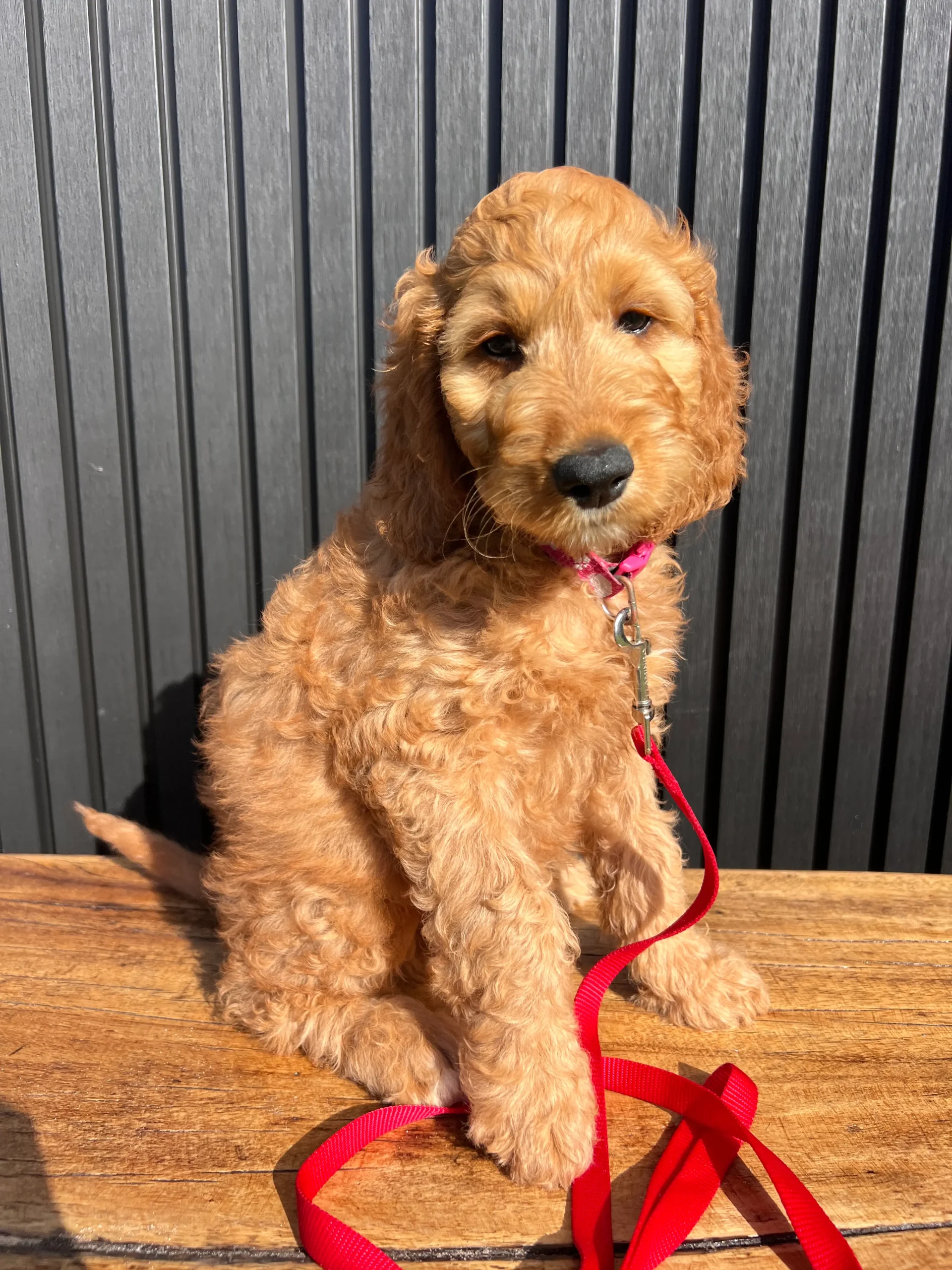 irish oodle australia