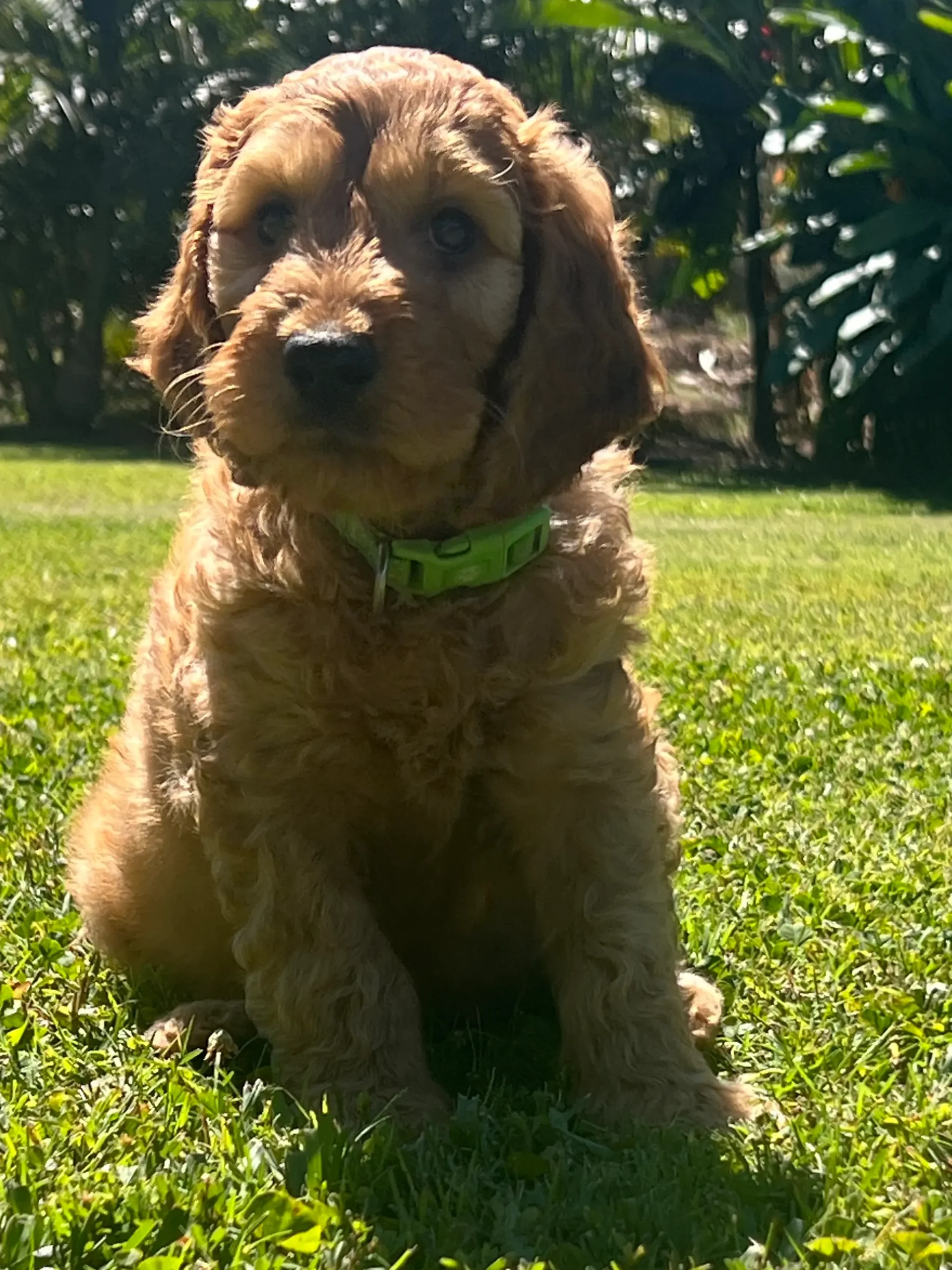 Irish oodles australia