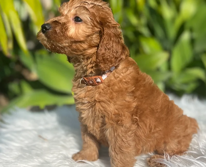Irish oodle pup