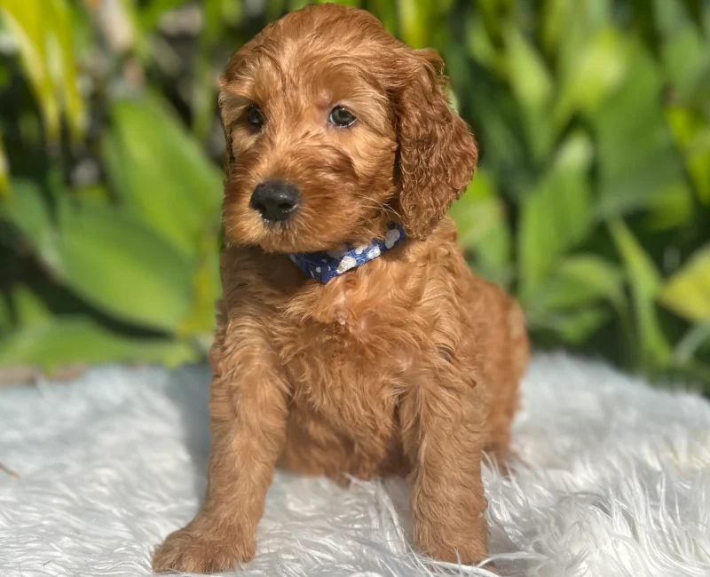 Irish oodle pup