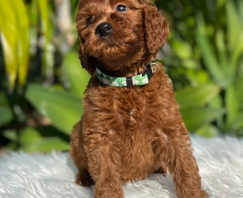 Irish oodle pup