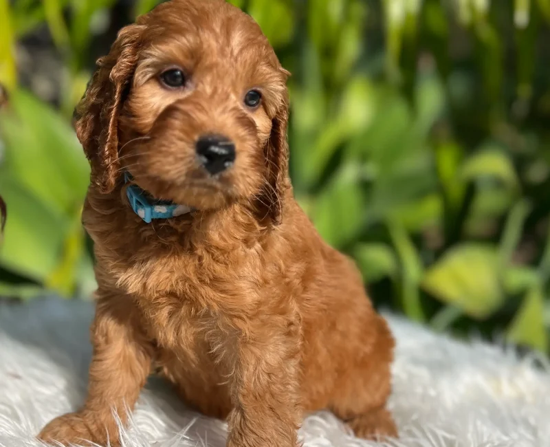 Irish oodle pup