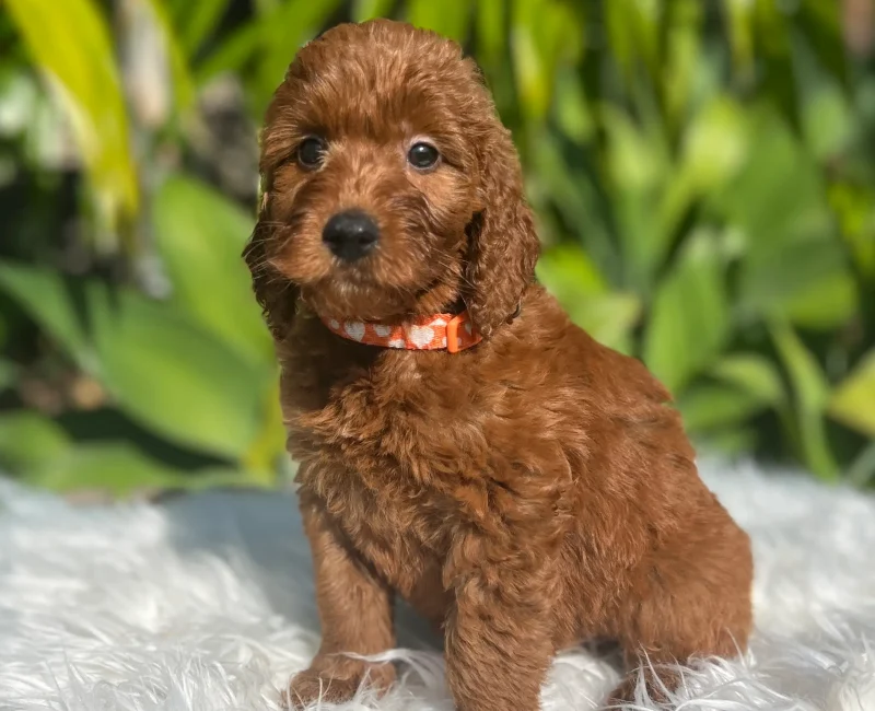 Irish oodle pup
