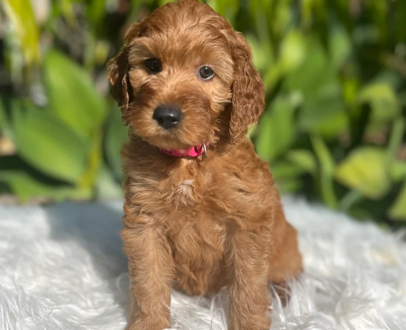 Irish oodle pup